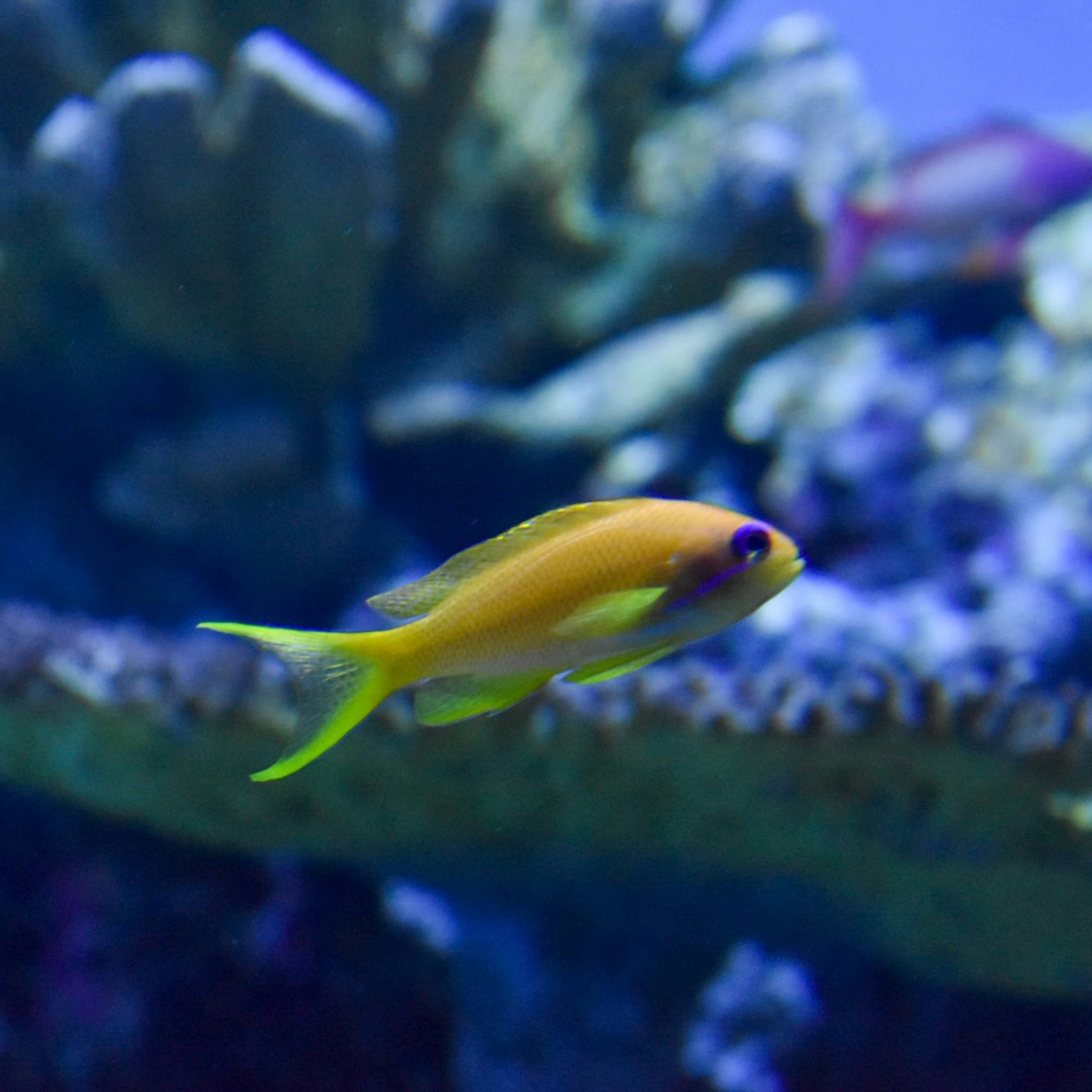 Ikan kuning dan hijau cerah berenang di air biru