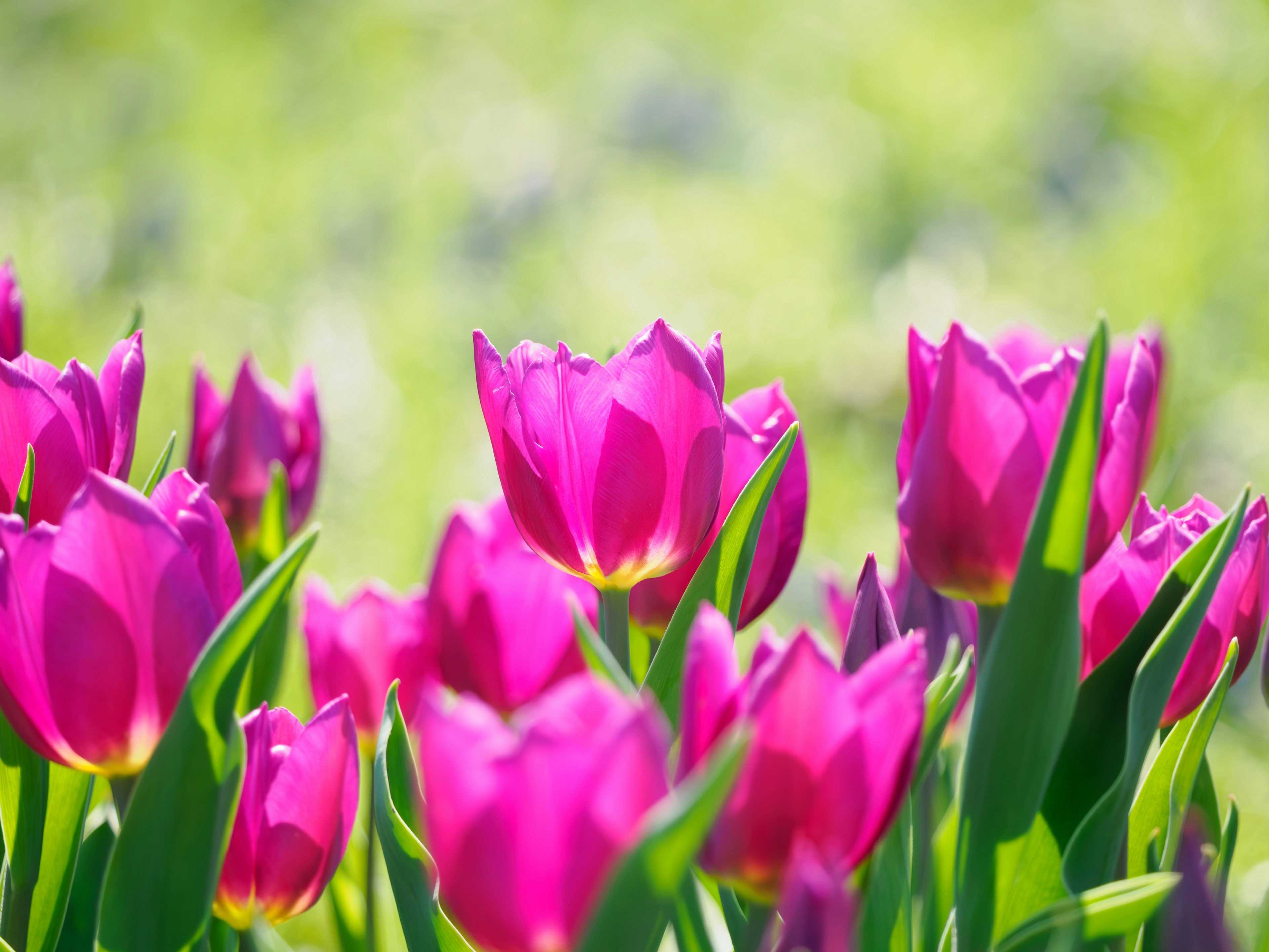 Lebendige rosa Tulpen blühen in einem Blumenfeld