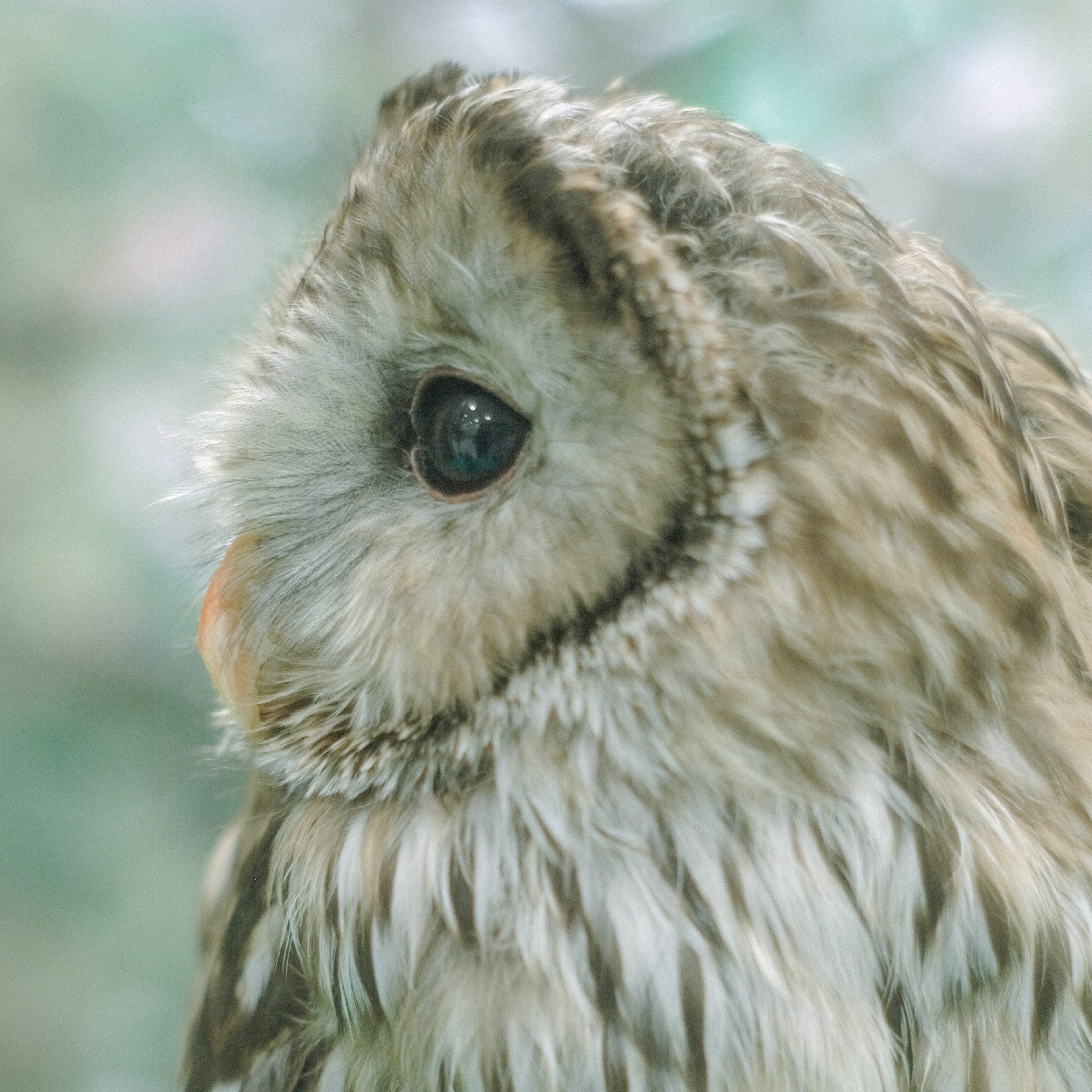 フクロウの側面のクローズアップ 鳥の目と羽毛の詳細