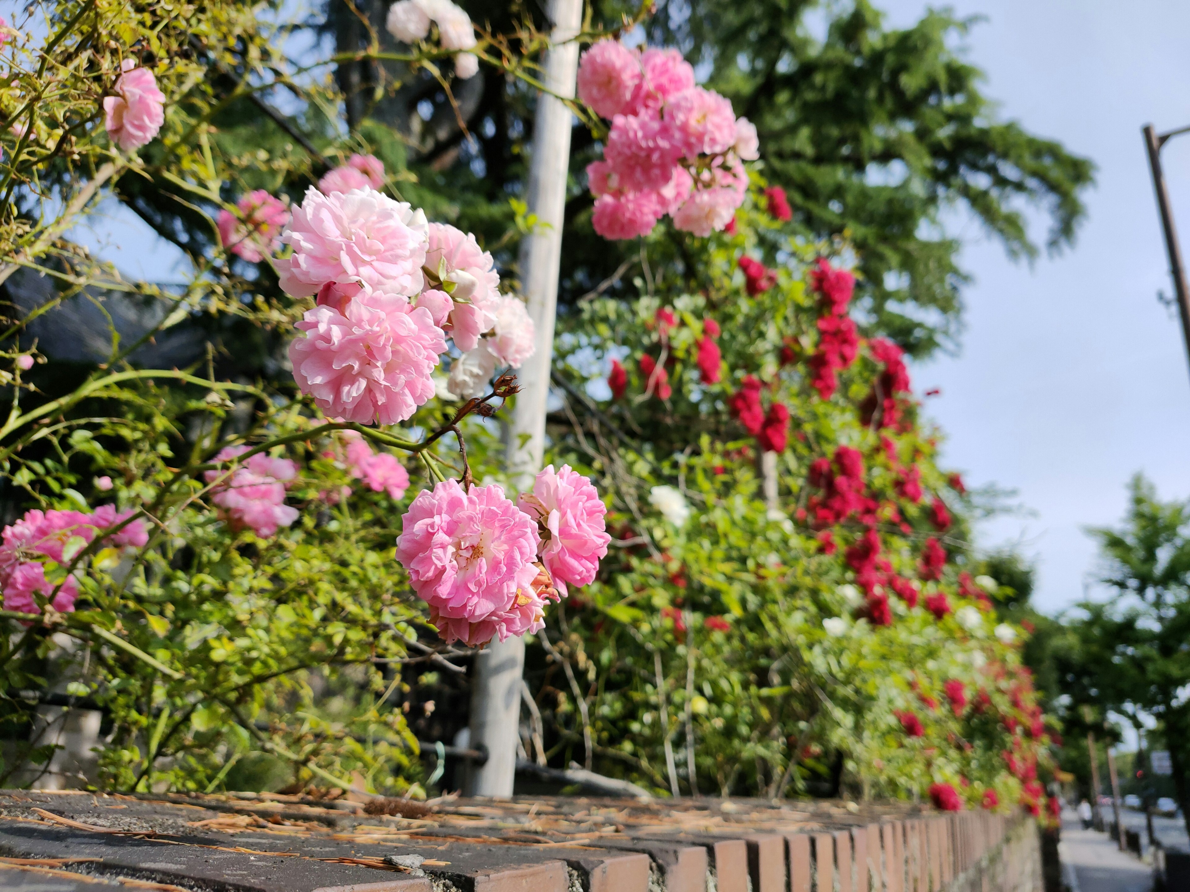 Colorful roses blooming near a brick wall