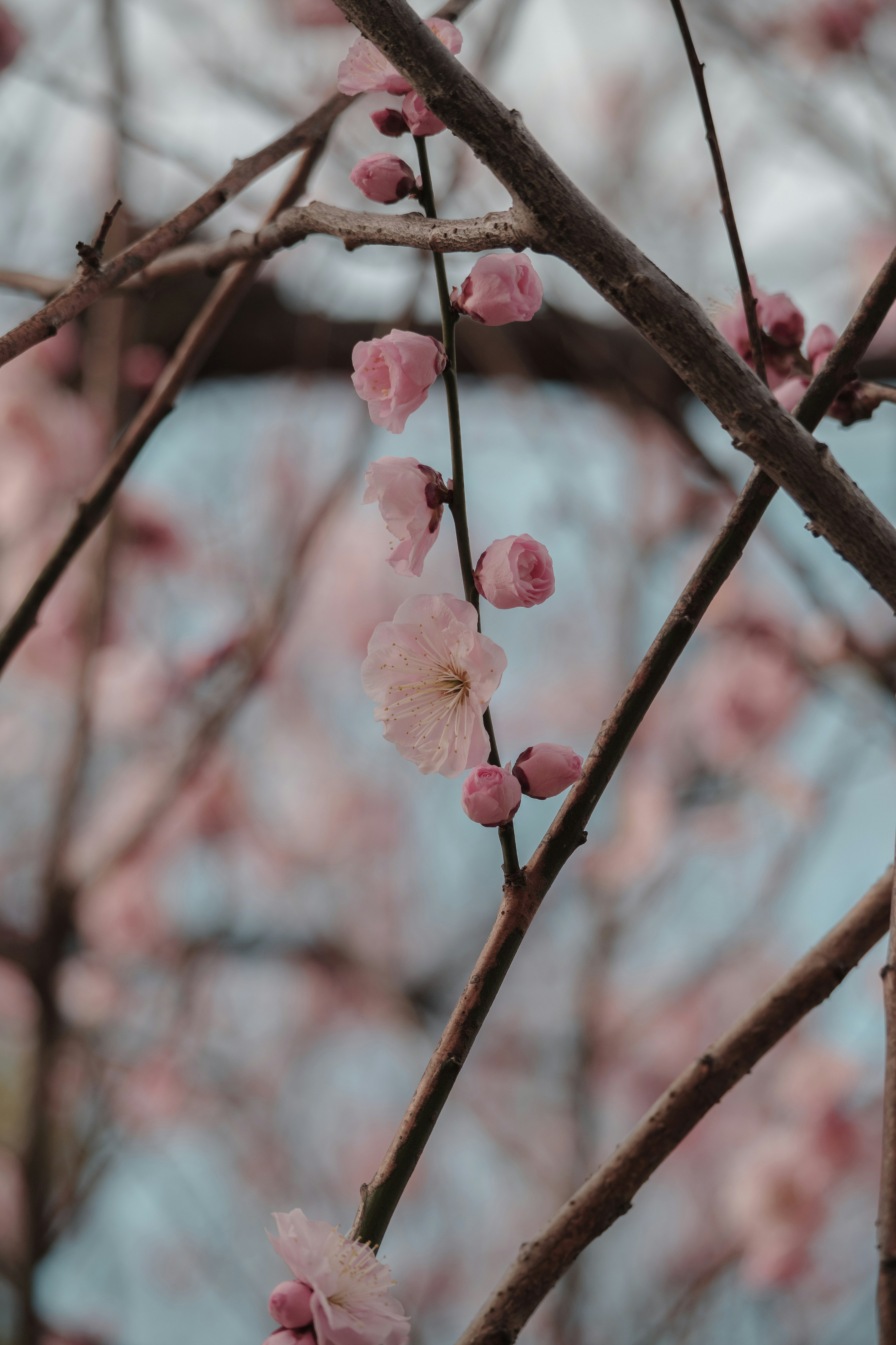 ピンクの花が咲く枝のクローズアップ