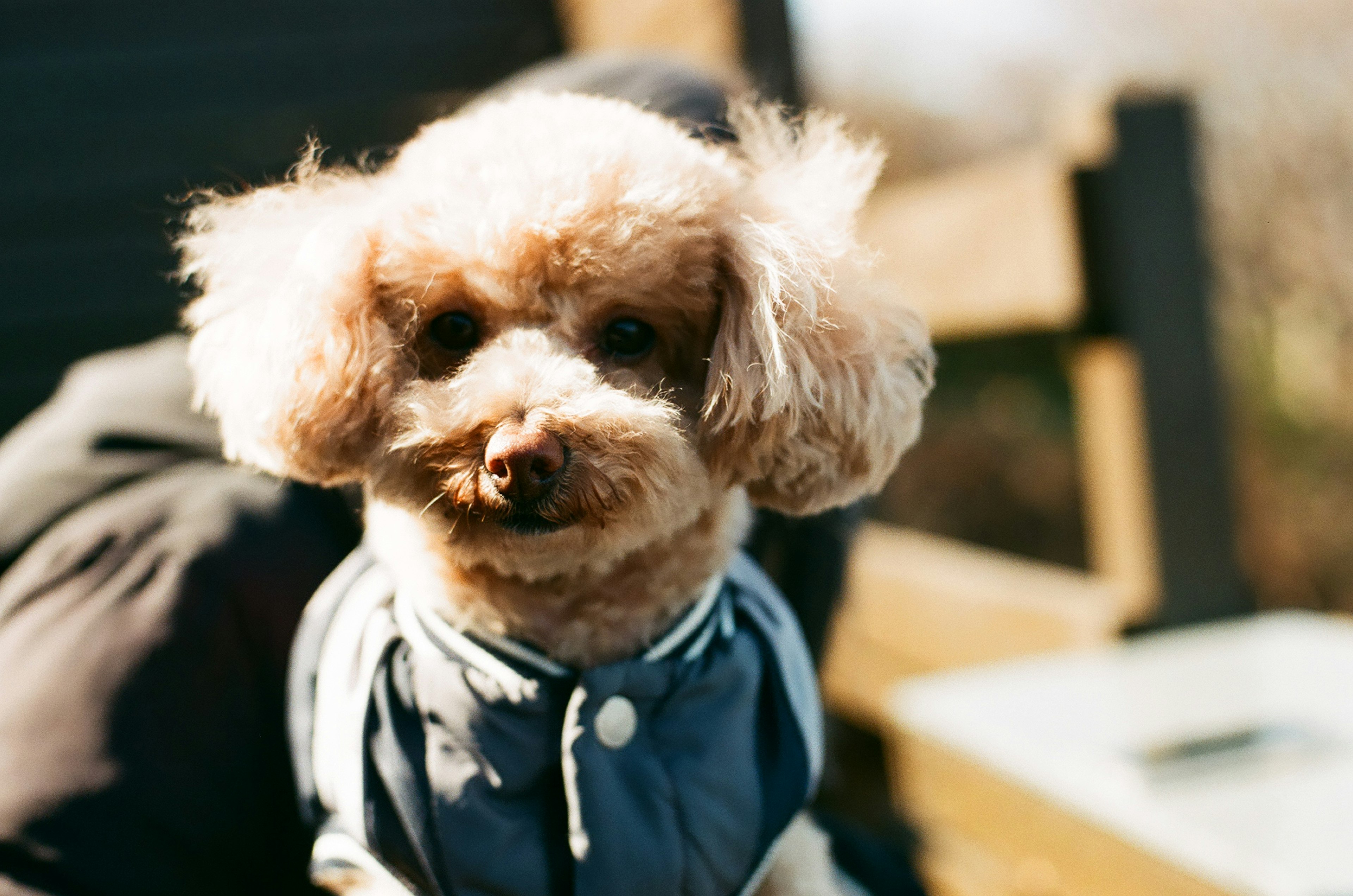 Poodle kecil mengenakan mantel biru