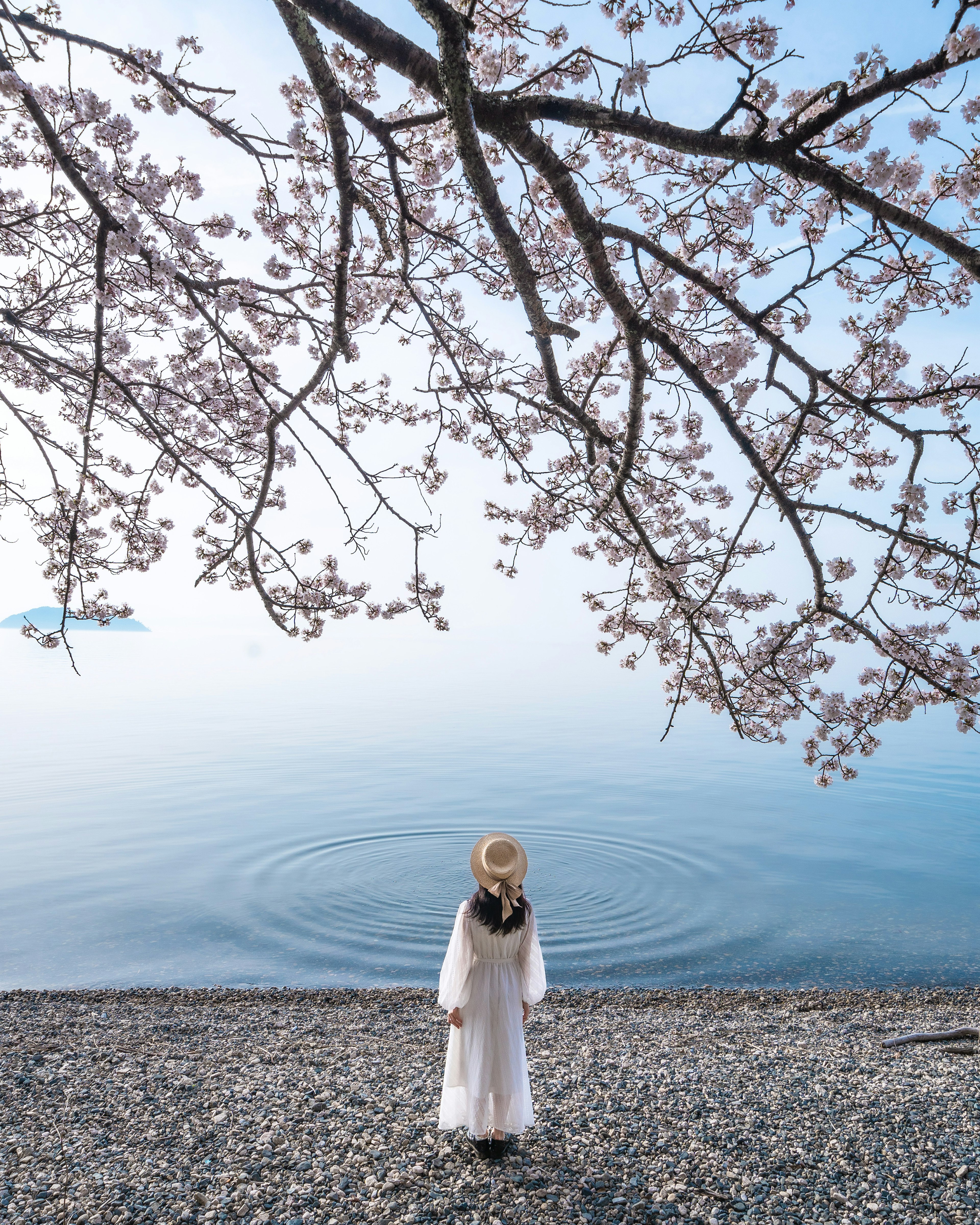 Seorang wanita berpakaian putih berdiri di tepi danau tenang di bawah pohon sakura