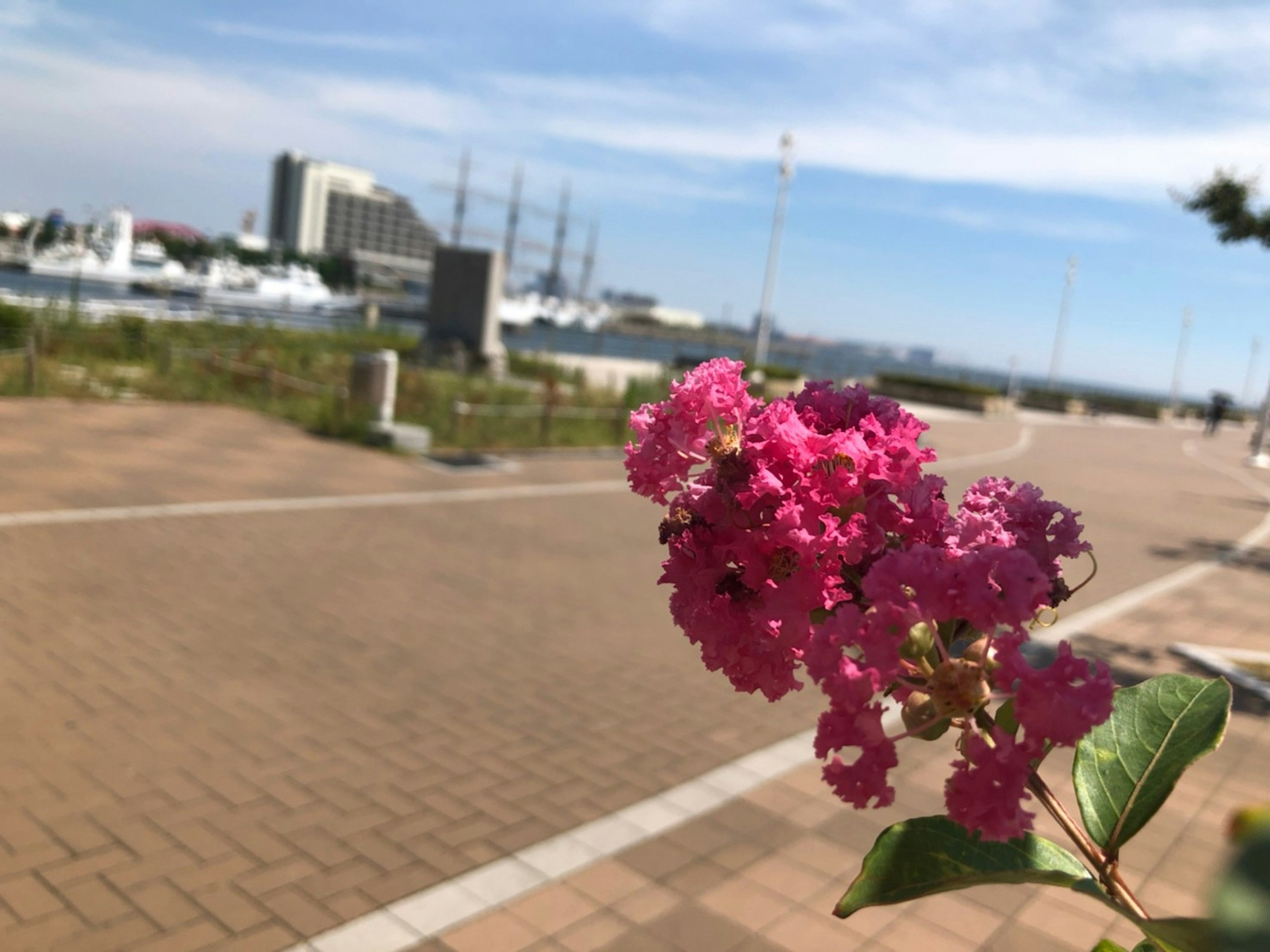 Pink flower in a park pathway with a marina in the background