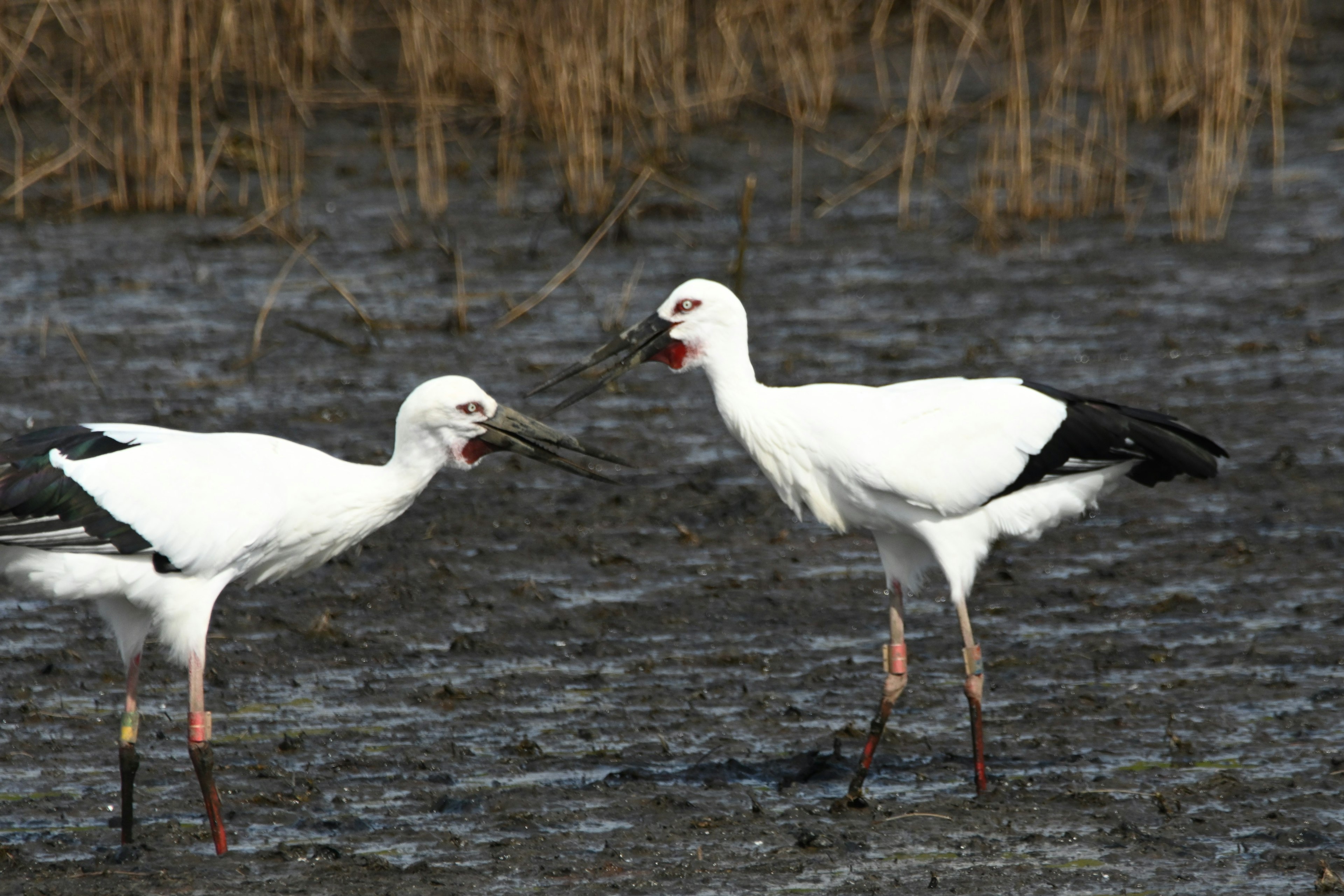 Deux cigognes blanches se faisant face dans un marais