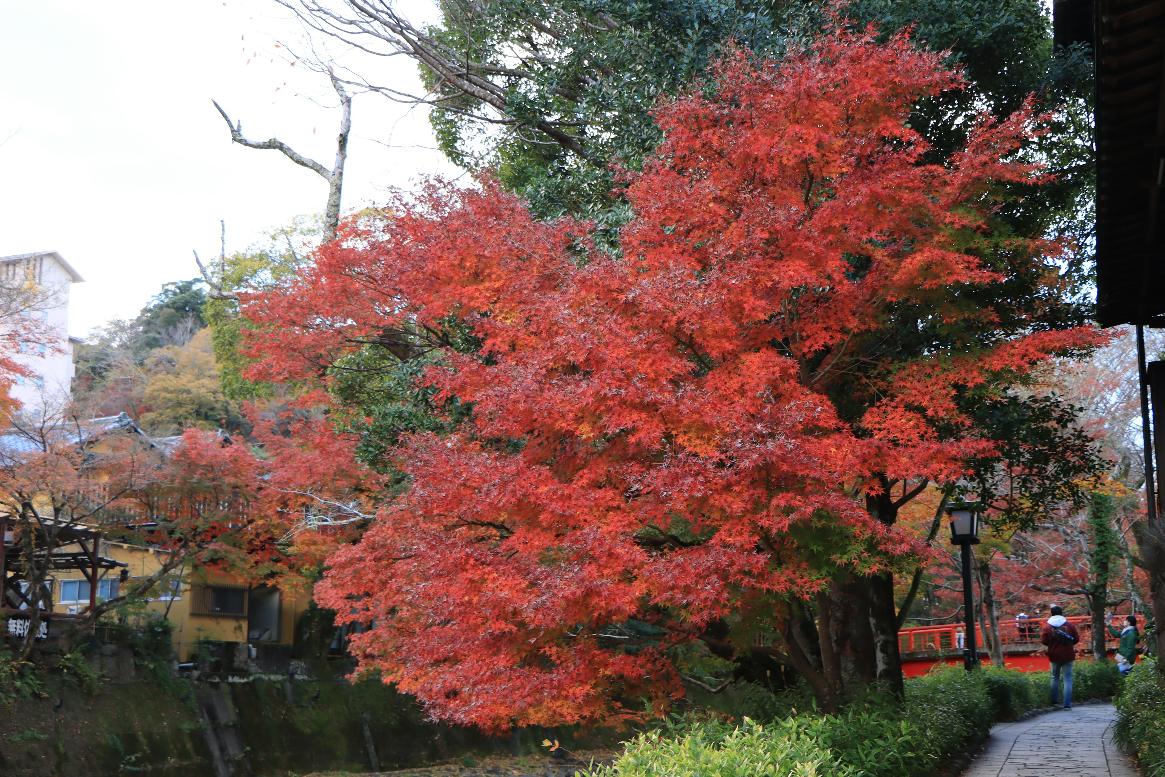 Vue scénique de feuilles d'automne rouges vives le long d'un chemin paisible