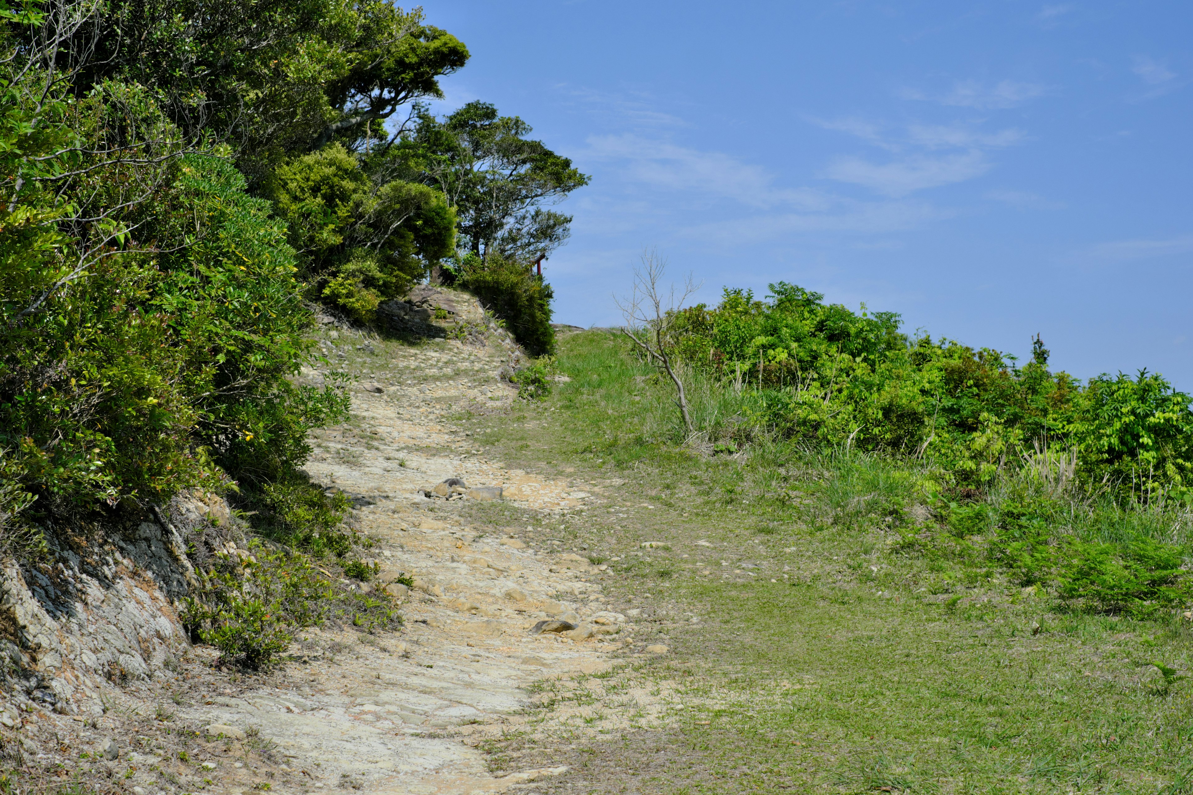 A scenic view featuring a grassy path with greenery on the sides