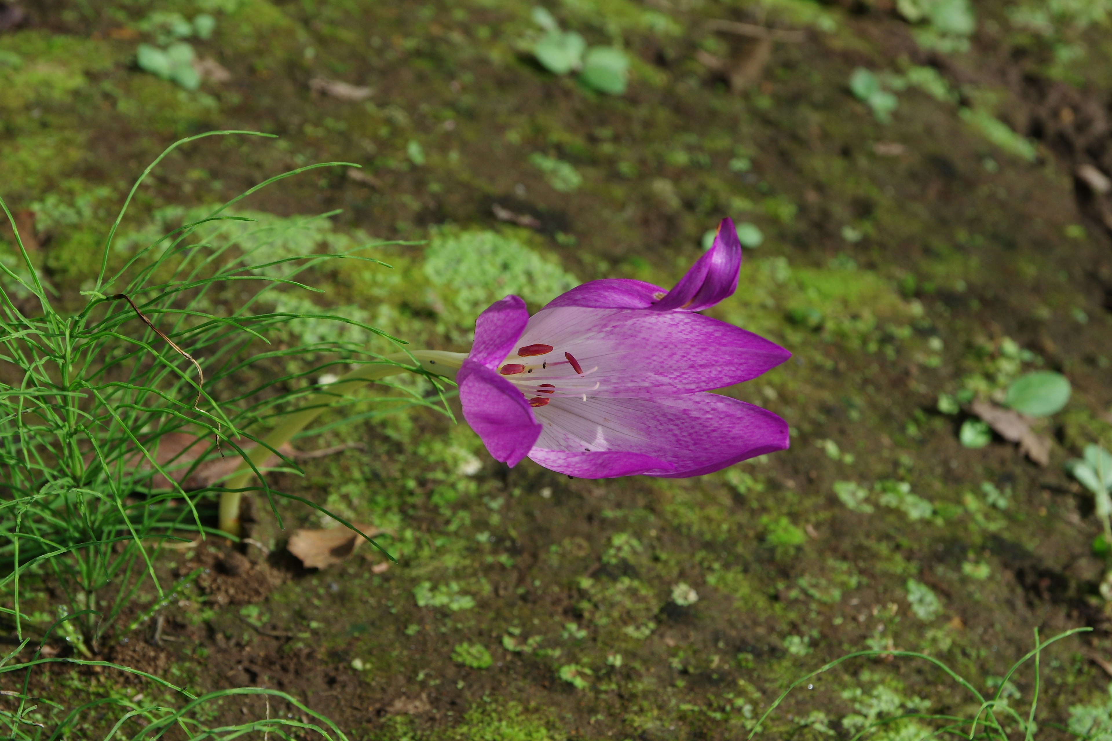 Lila Blume blüht im Gras