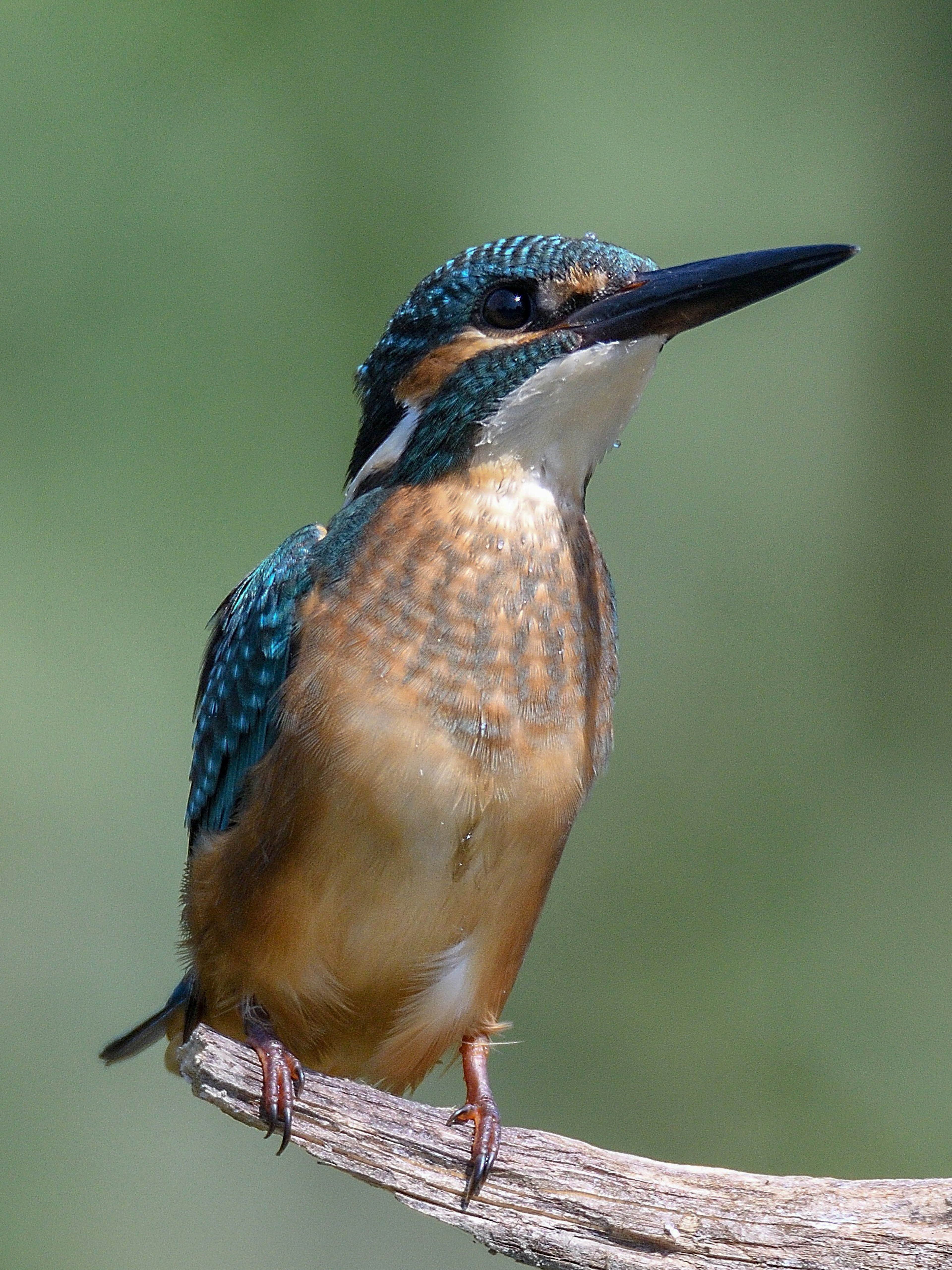 A kingfisher with blue feathers and an orange chest perched on a branch