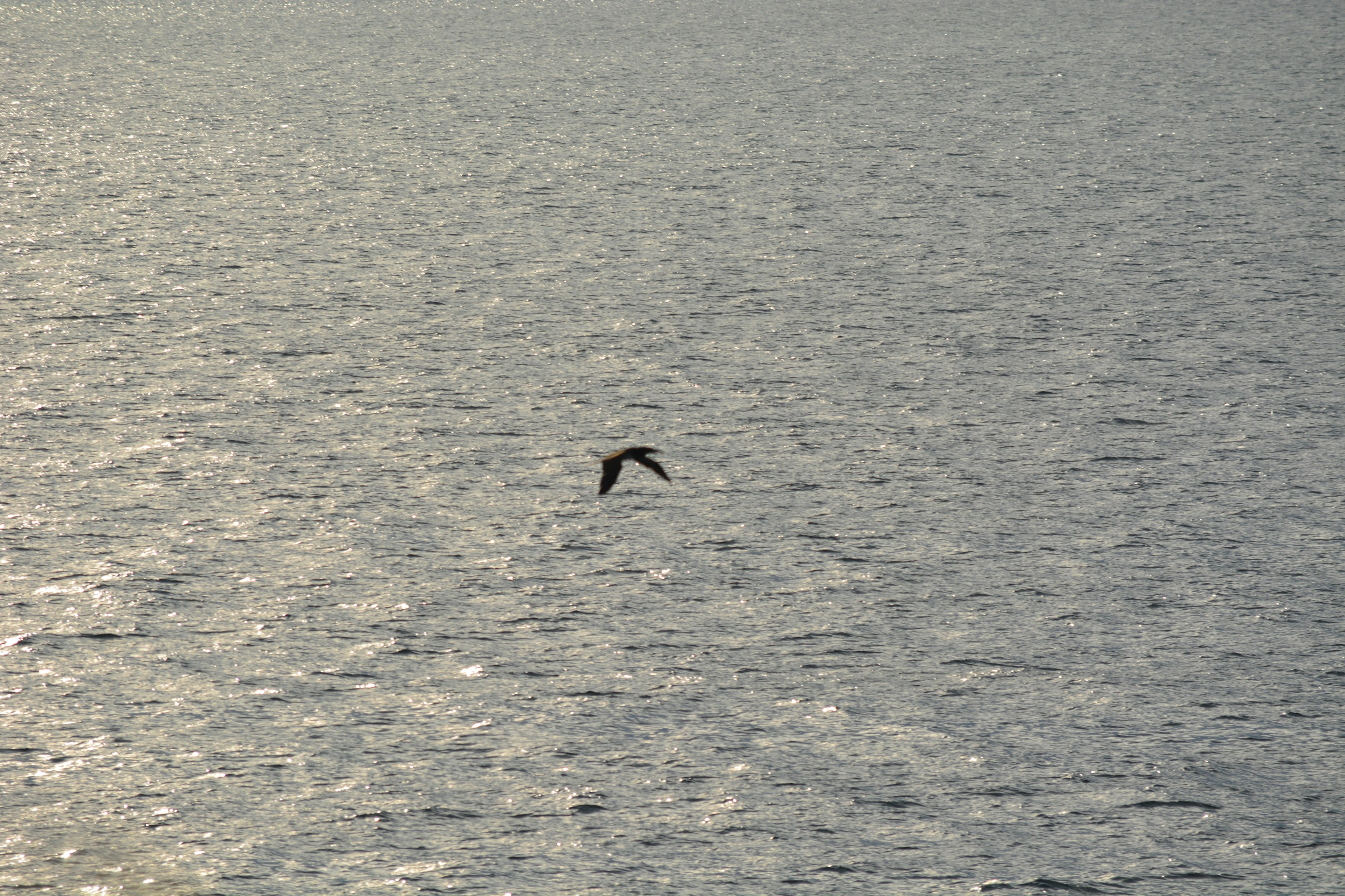 Silhouette of a bird flying over the sea