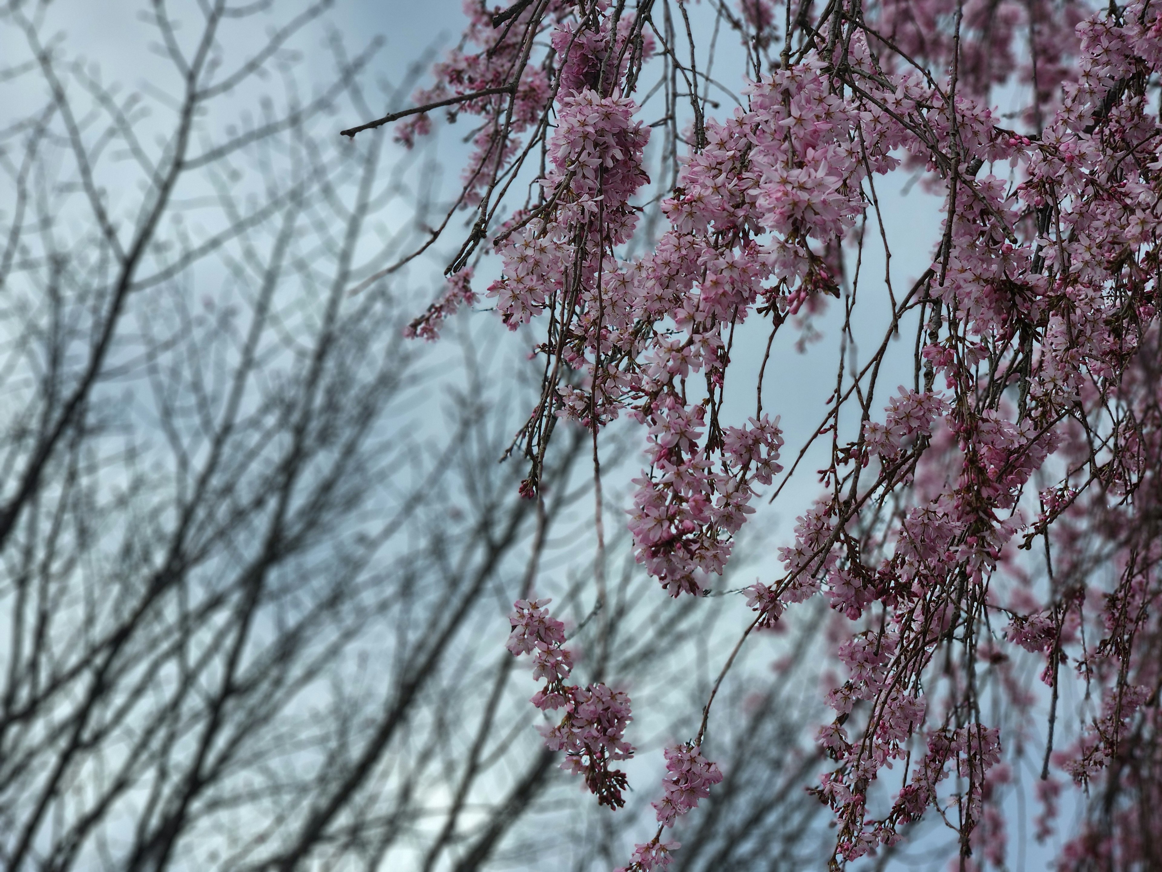 Ramas de cerezo en flor rosa con árboles desnudos de fondo