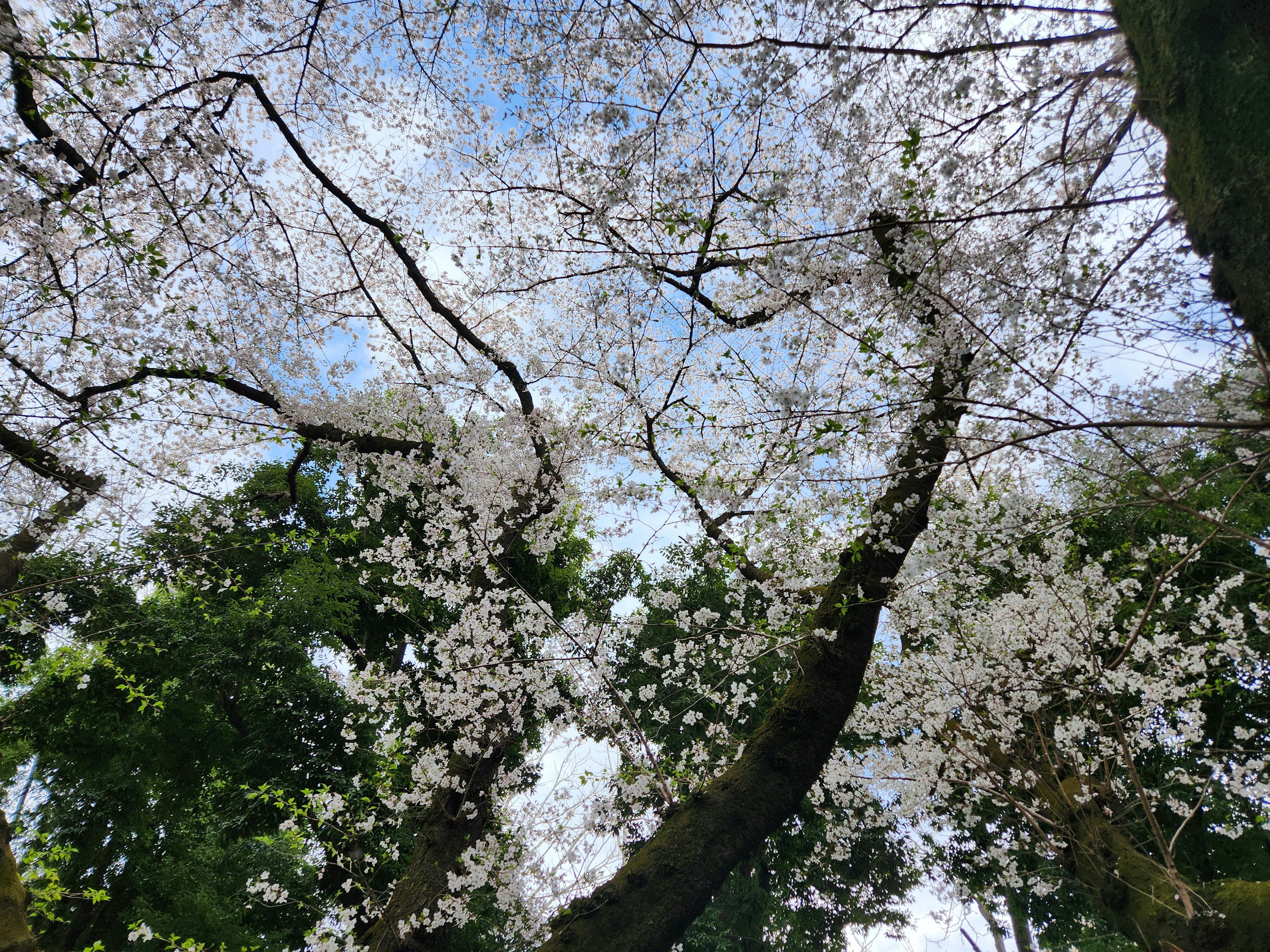 Pohon sakura berbunga putih di bawah langit biru