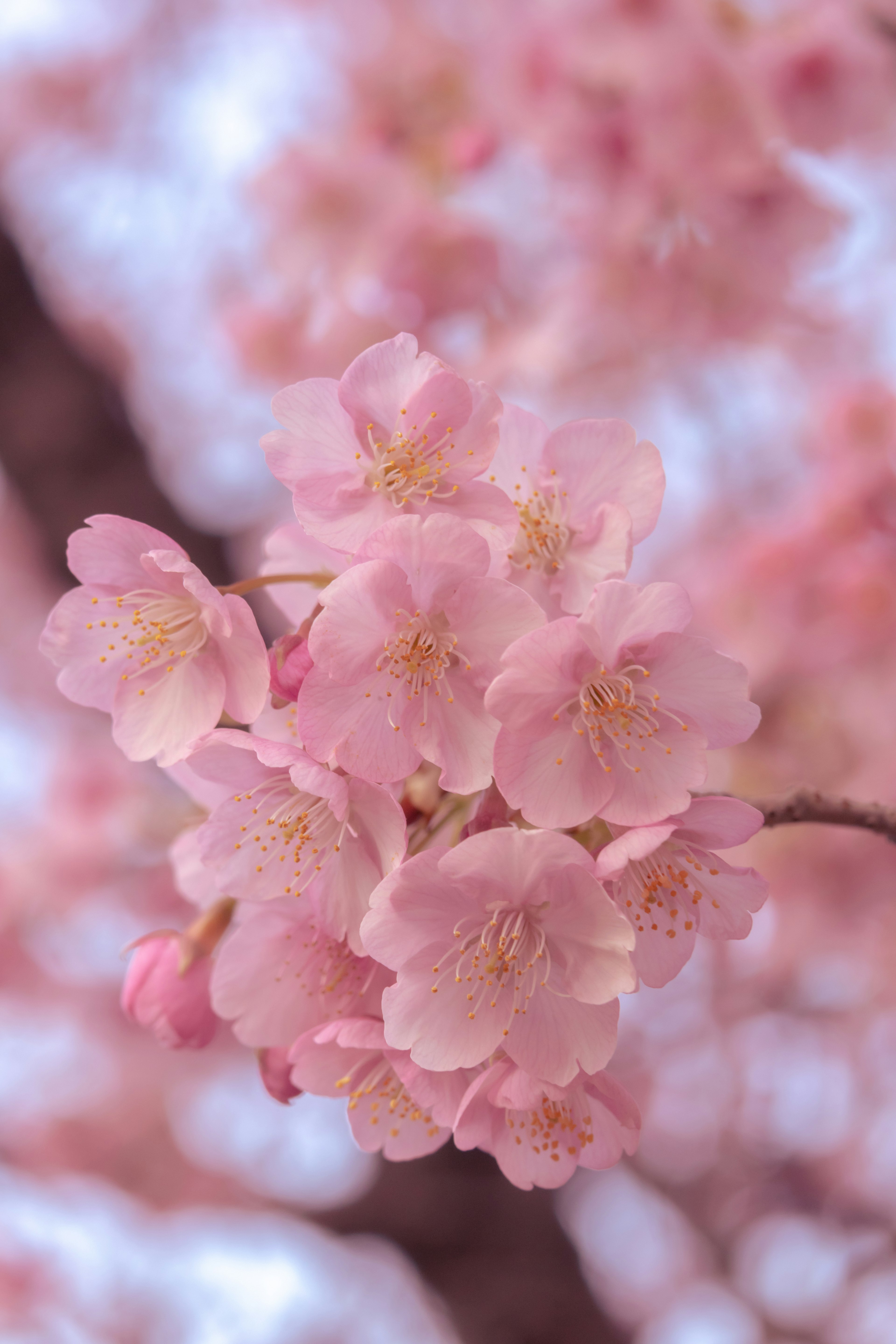 Close-up bunga sakura berwarna pink lembut