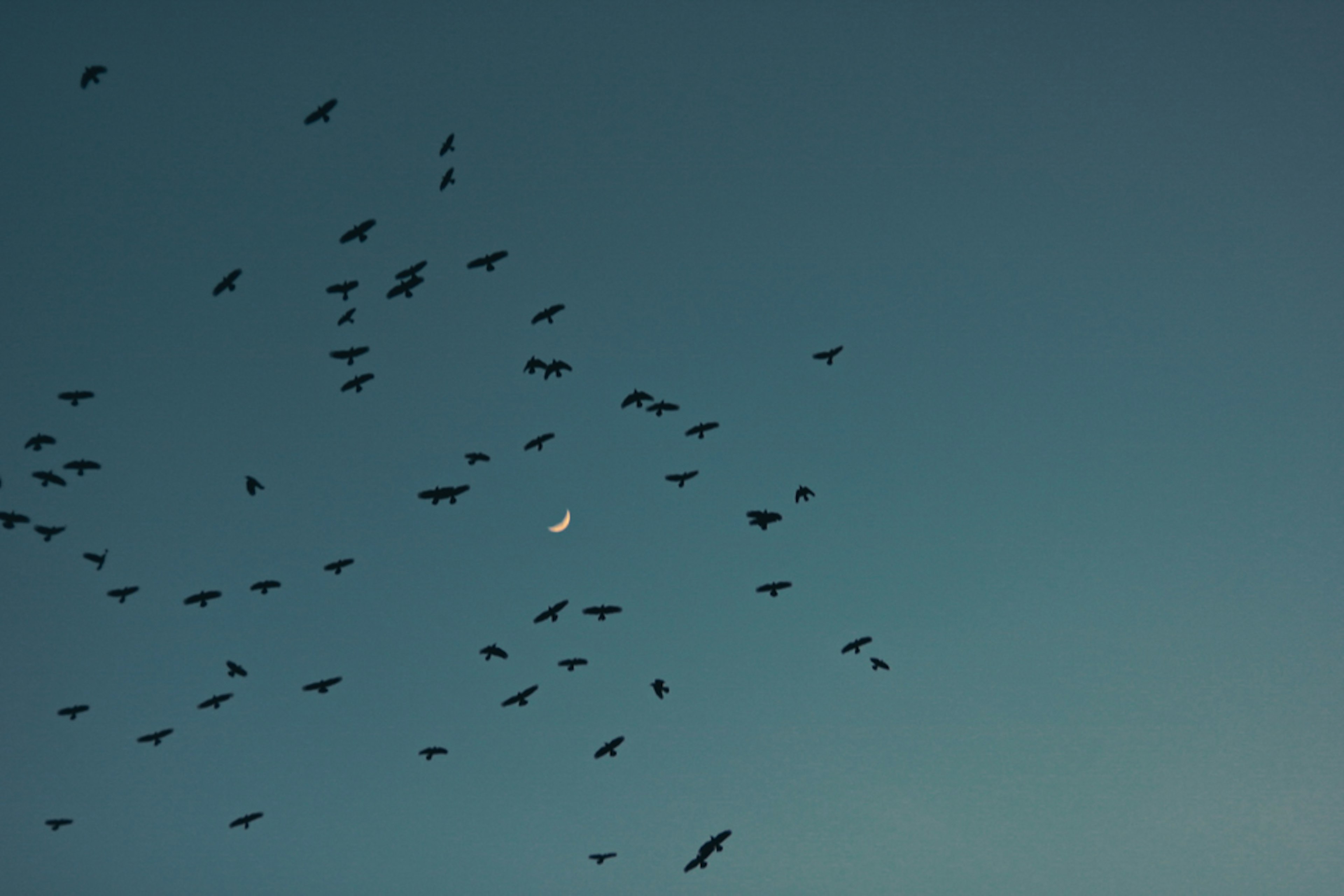 De nombreux oiseaux volant dans le ciel bleu avec une lune blanche