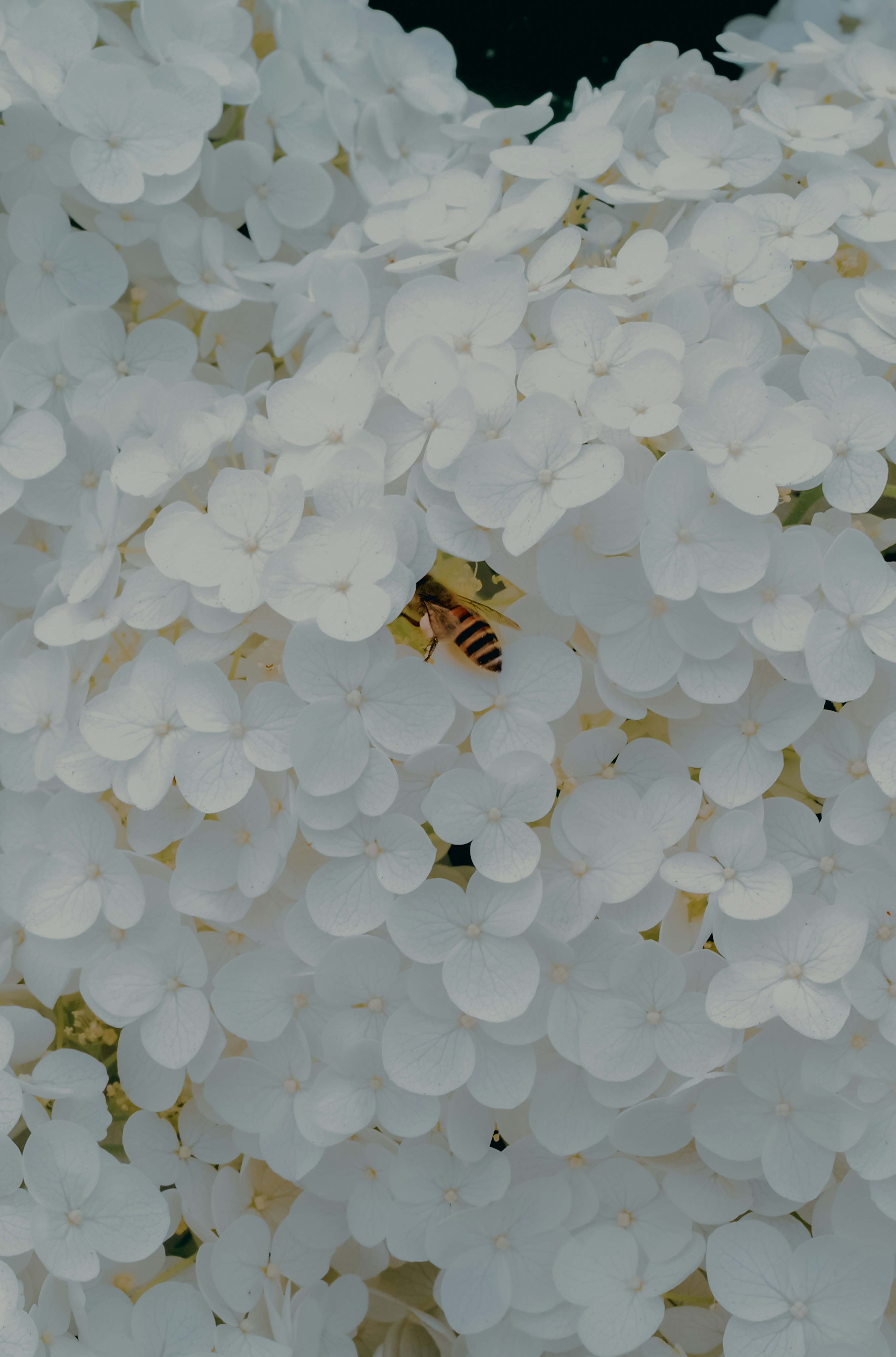 白い花の中にいる蜂のクローズアップ