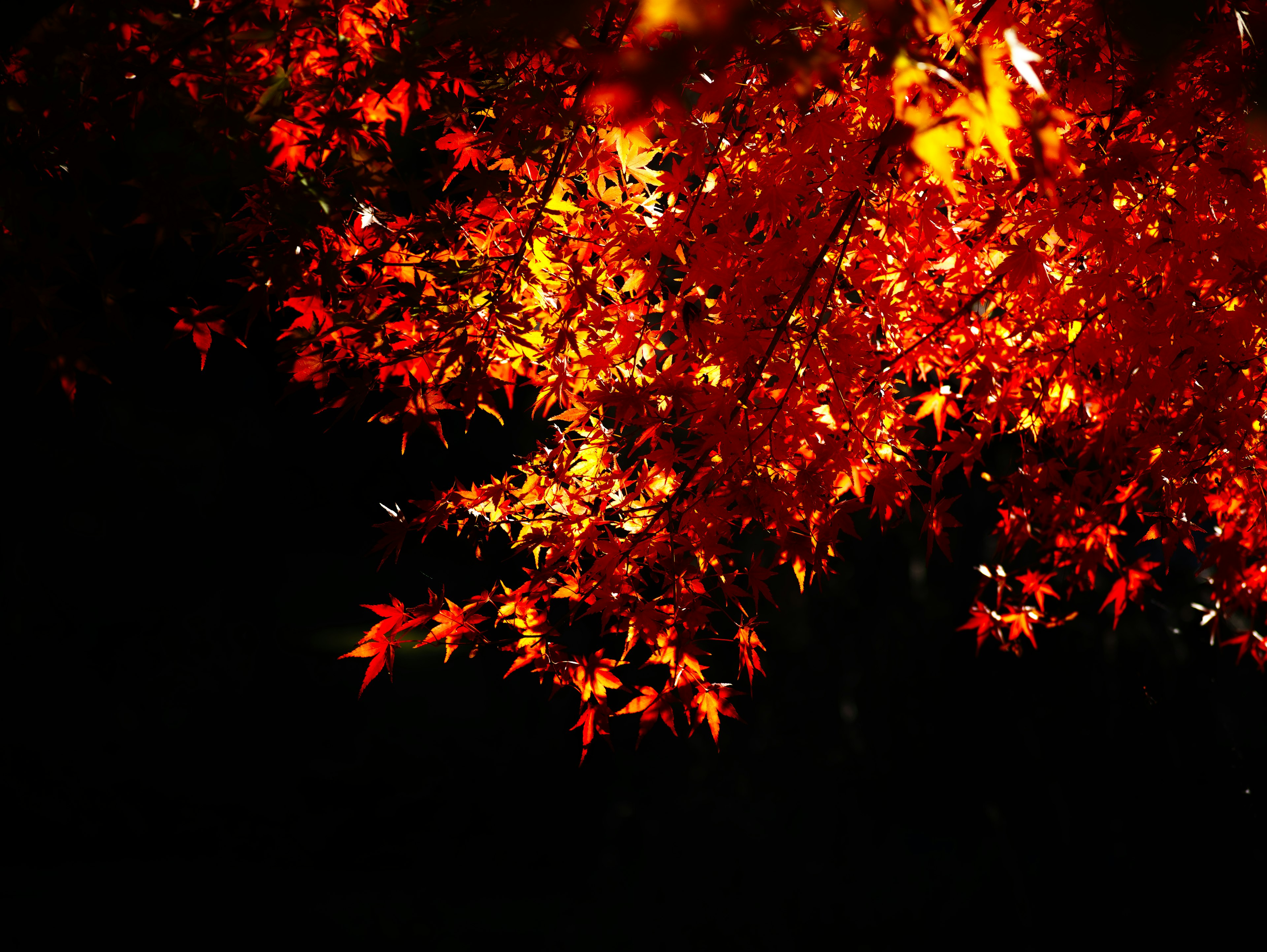 Leuchtend rote Herbstblätter vor einem dunklen Hintergrund