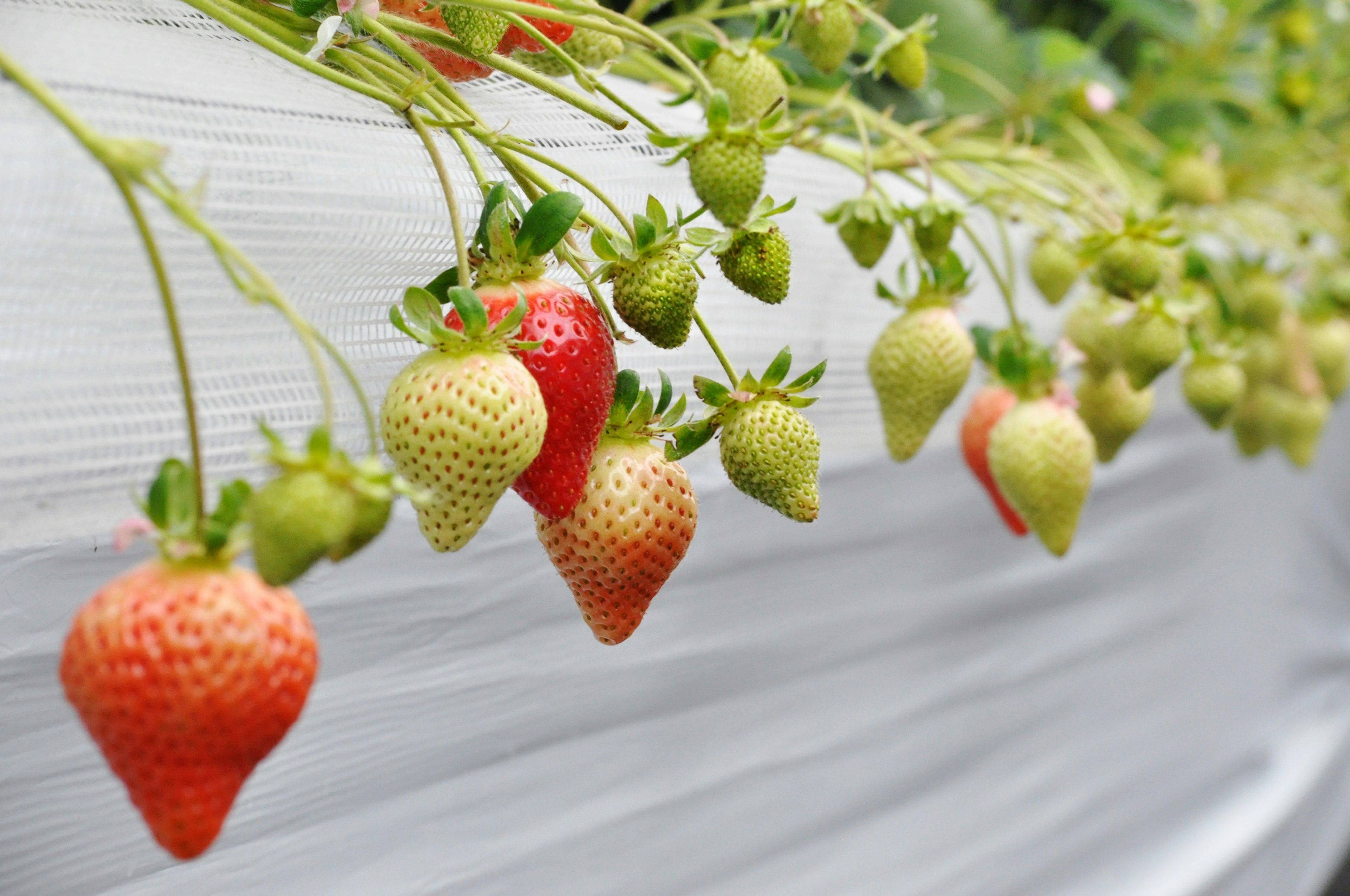 Diverse fragole appese su foglie verdi