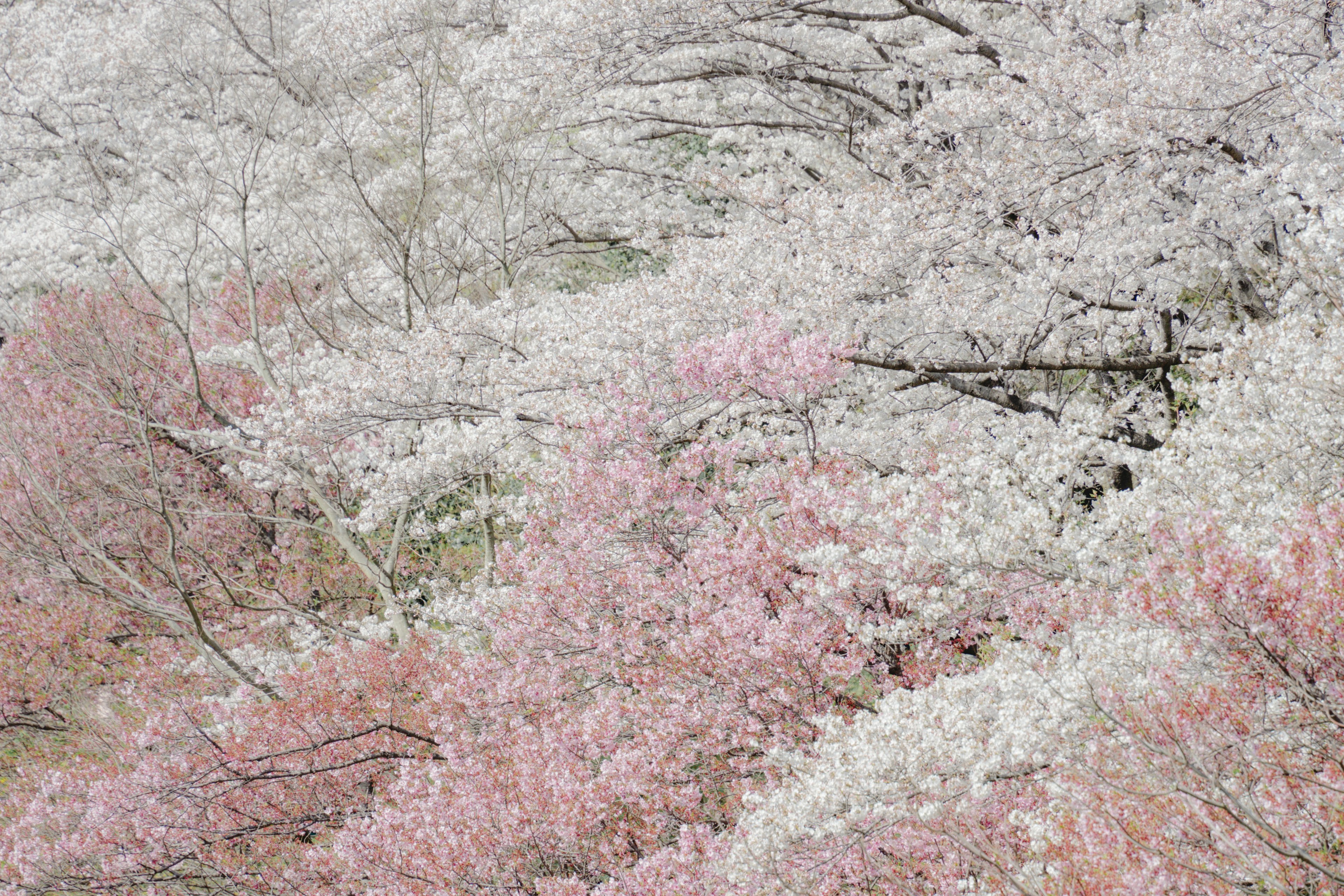 桜の花が咲く風景 白とピンクの色合いが美しい