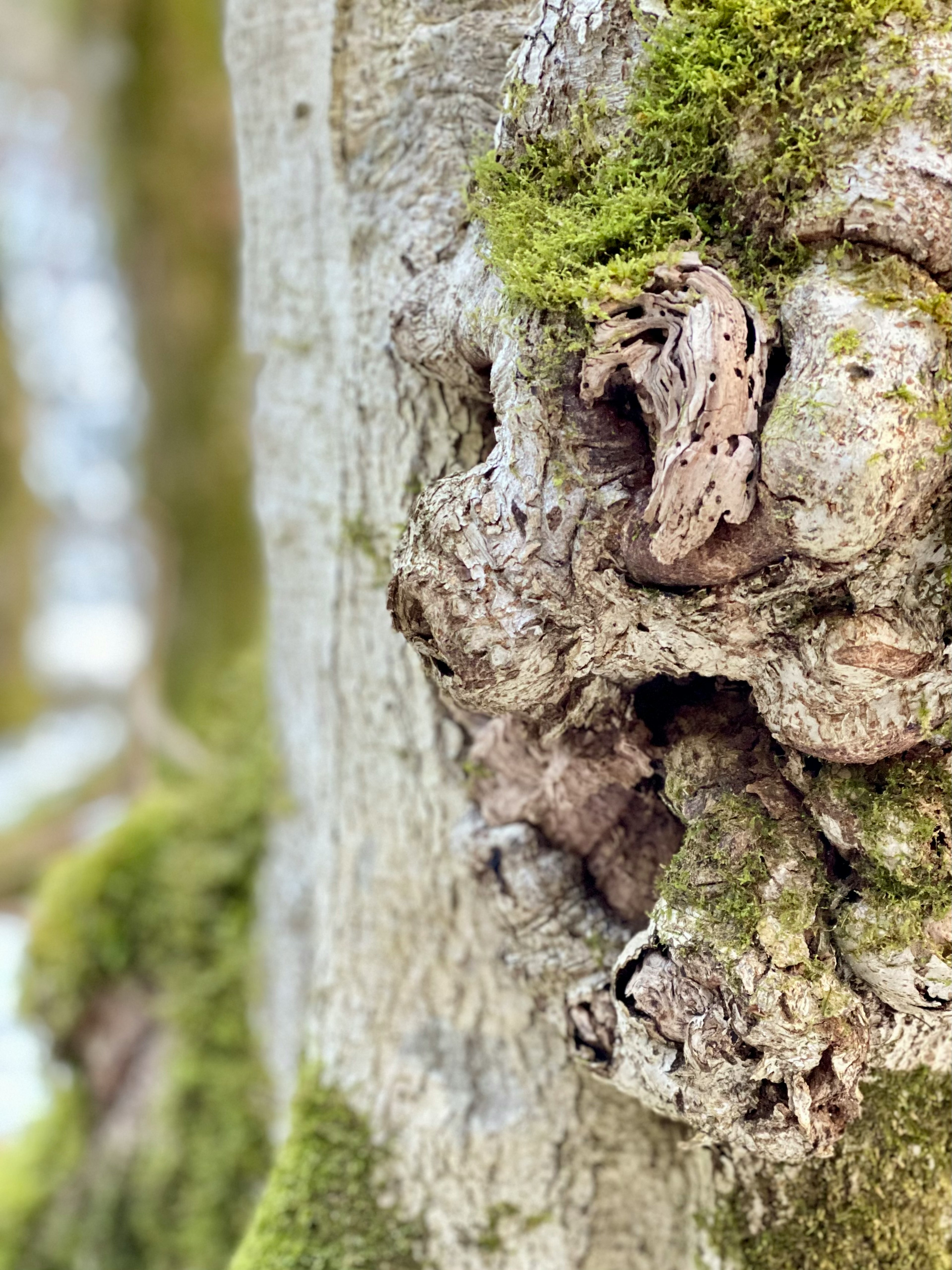 Close-up of a frog hiding in a tree trunk hollow