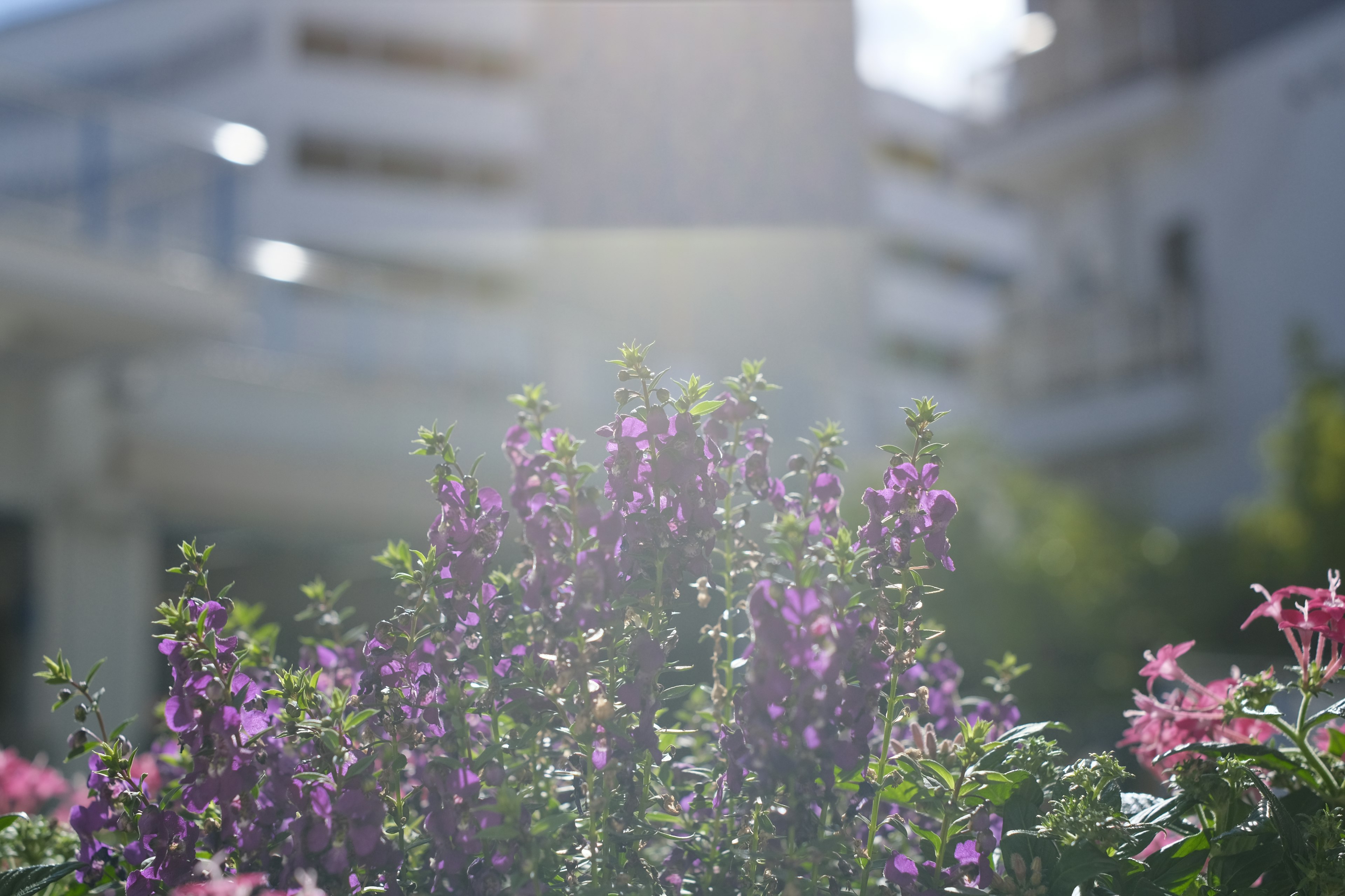 Purple flowering plants in the foreground with blurred buildings in the background