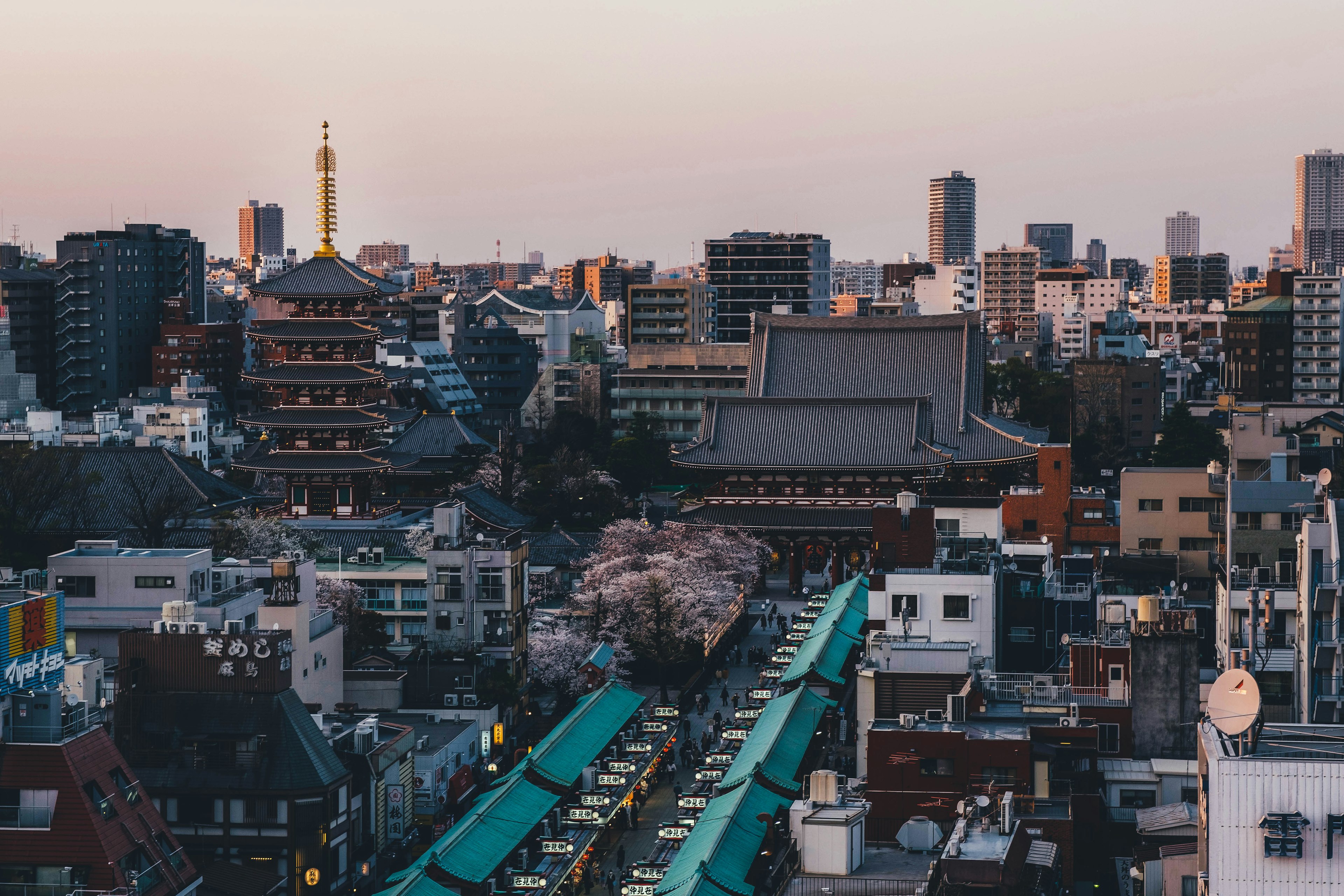 View of Tokyo skyline with cherry blossom trees