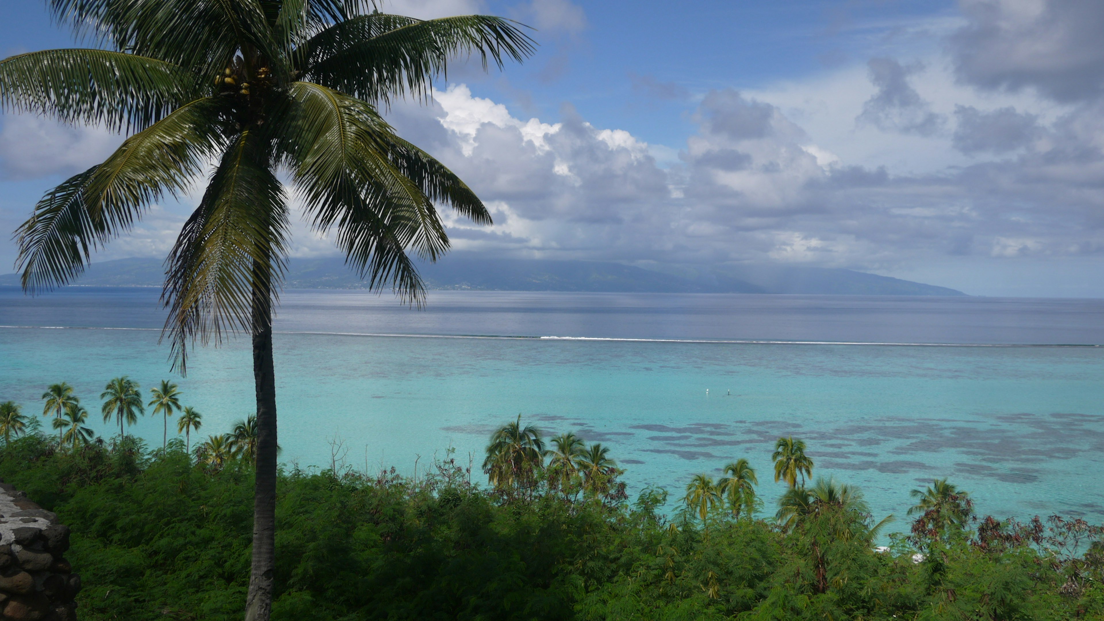 Pemandangan laut biru dengan pohon kelapa