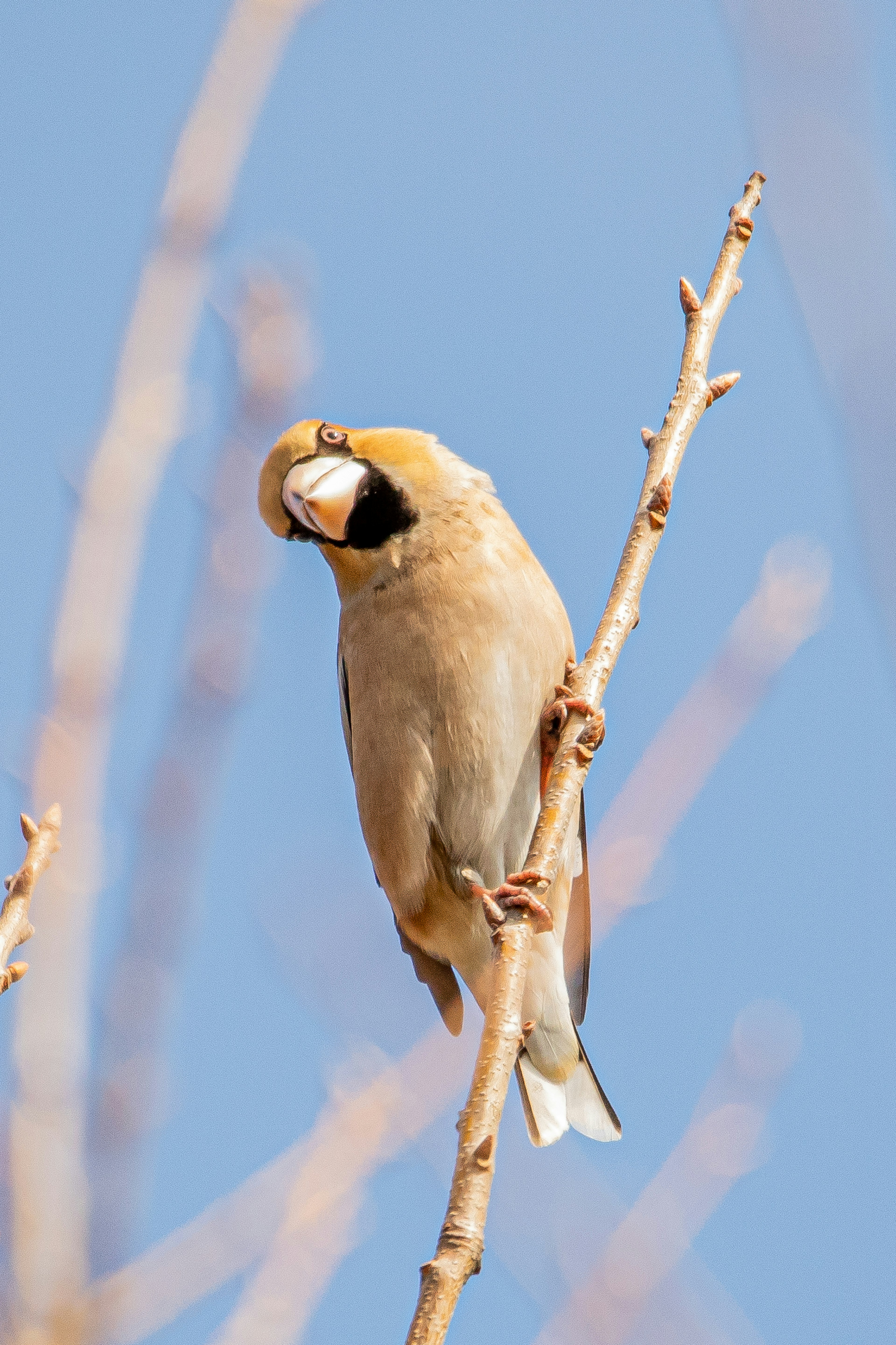 A bird perched on a branch against a bright blue sky showcasing distinct plumage