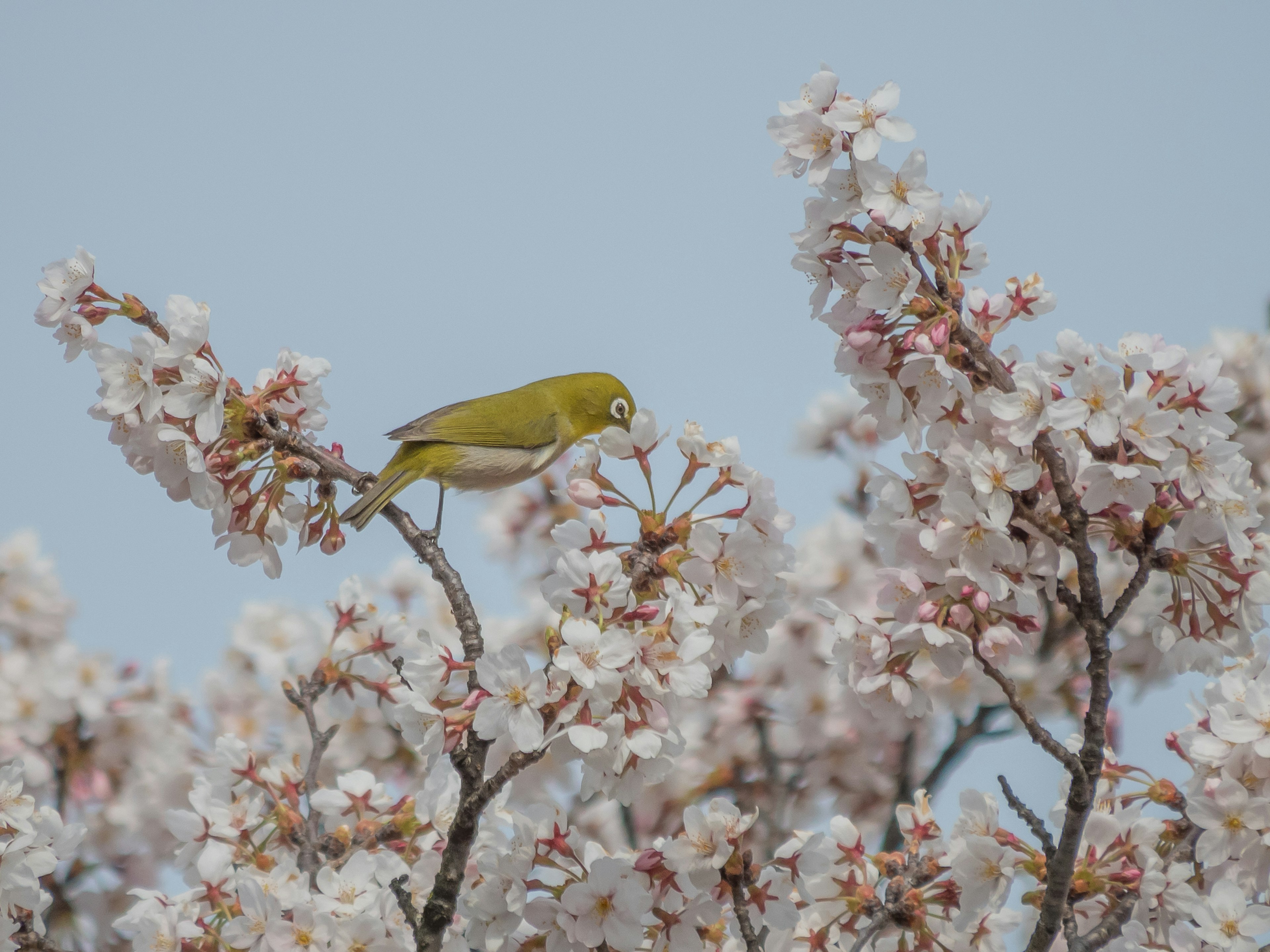 Burung hijau kecil bertengger di antara bunga sakura