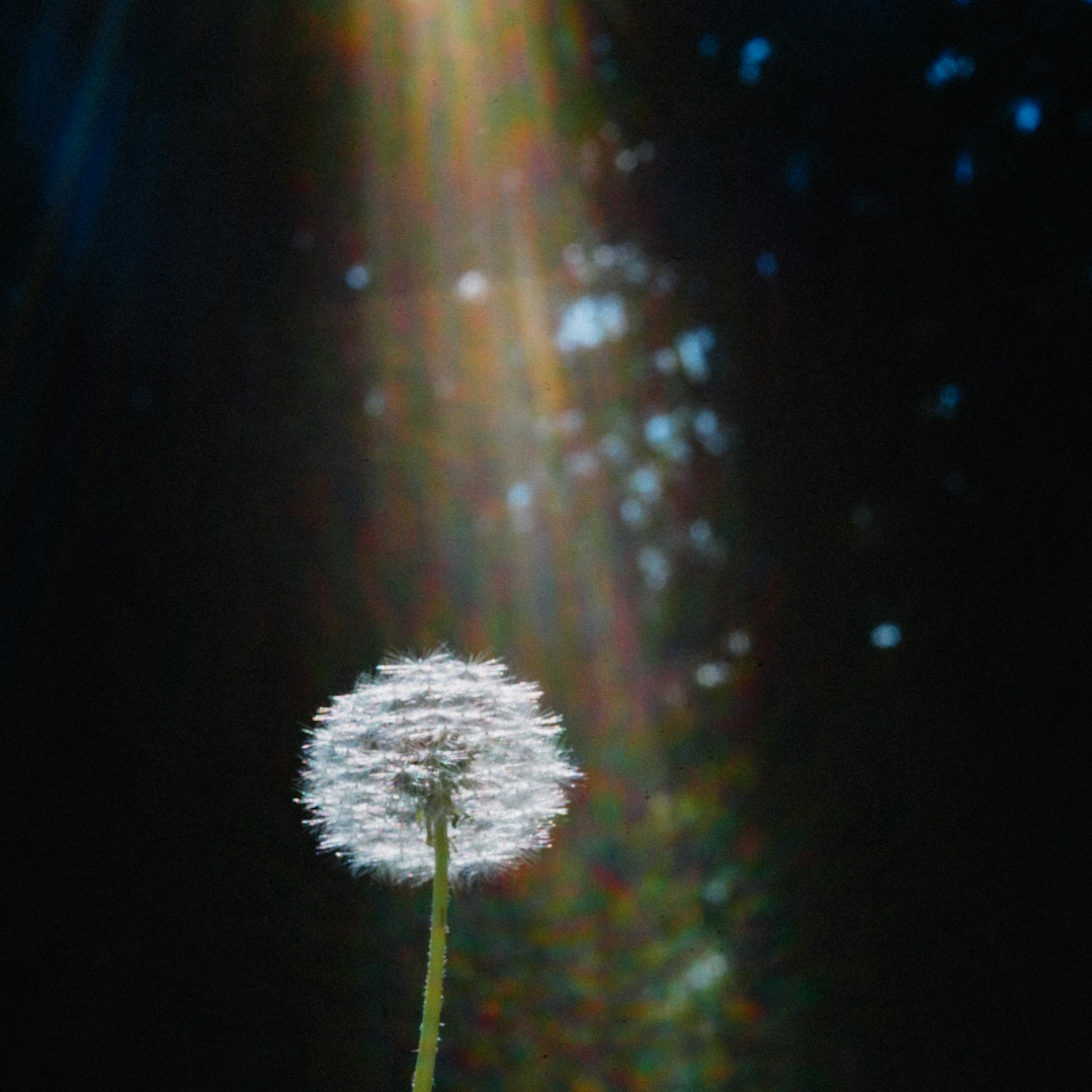 Flor de diente de león blanca iluminada por rayos de luz