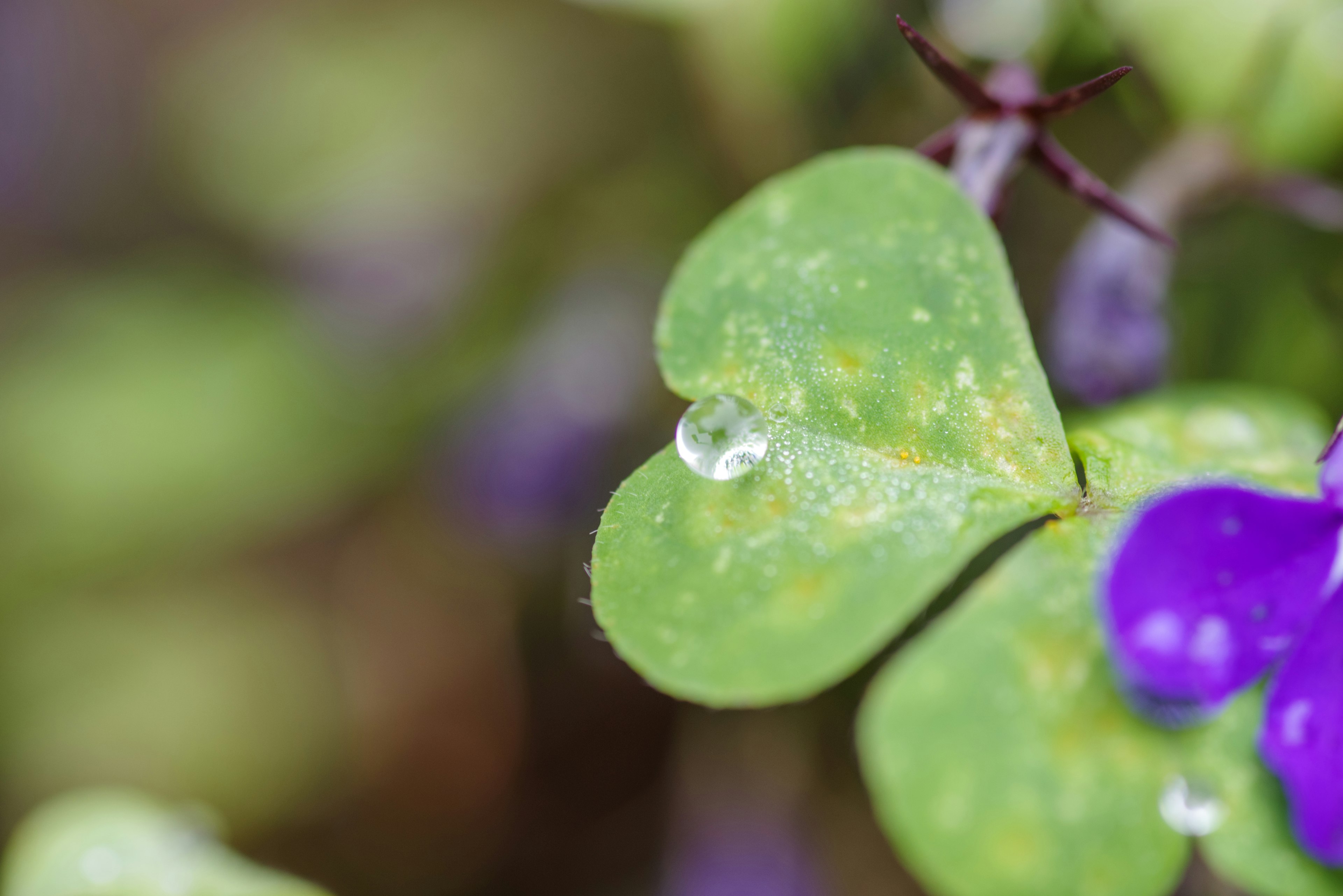 緑色のハート型の葉と水滴が特徴の植物