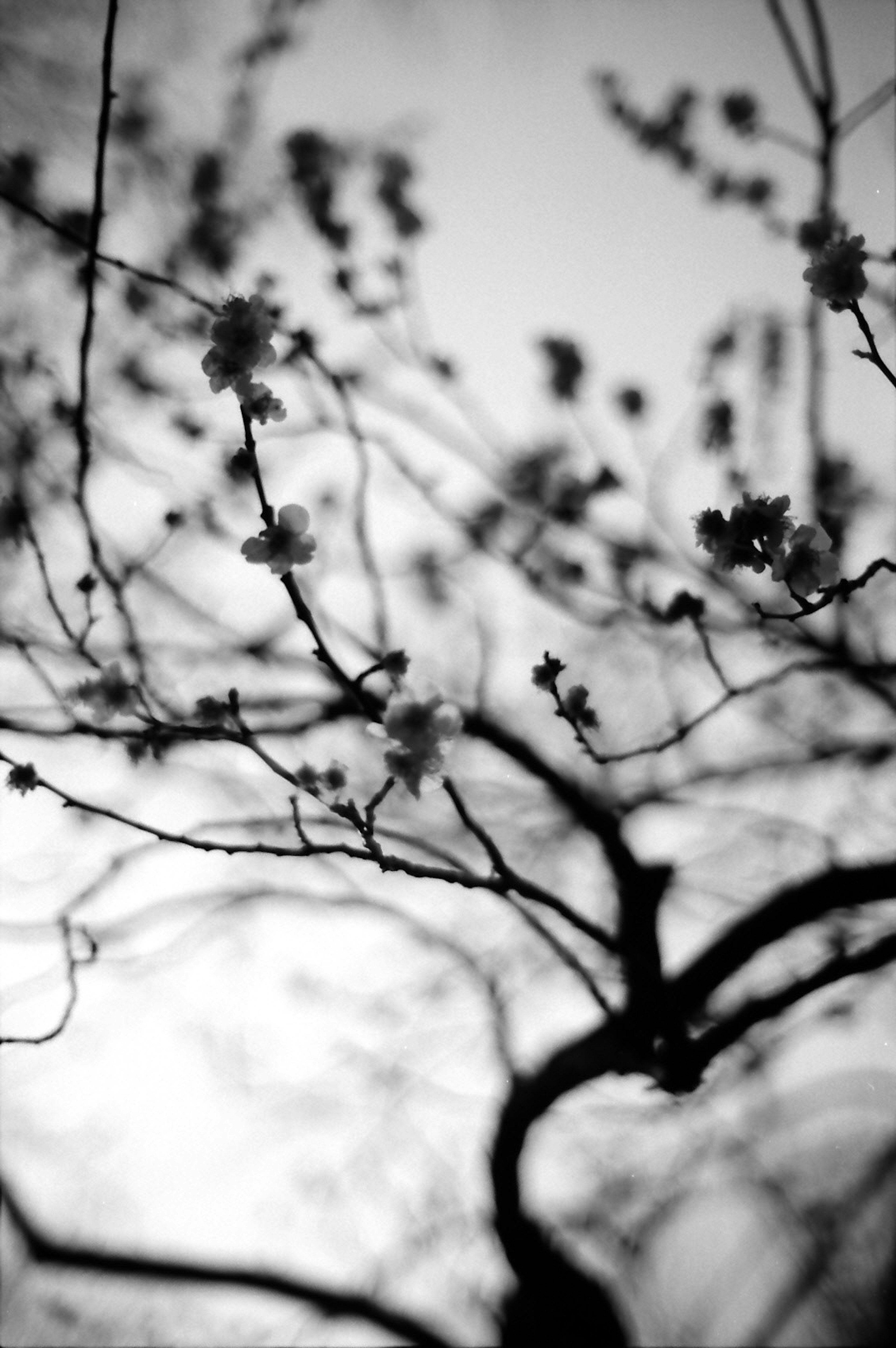 Image floue en noir et blanc de branches avec des fleurs en fleurs