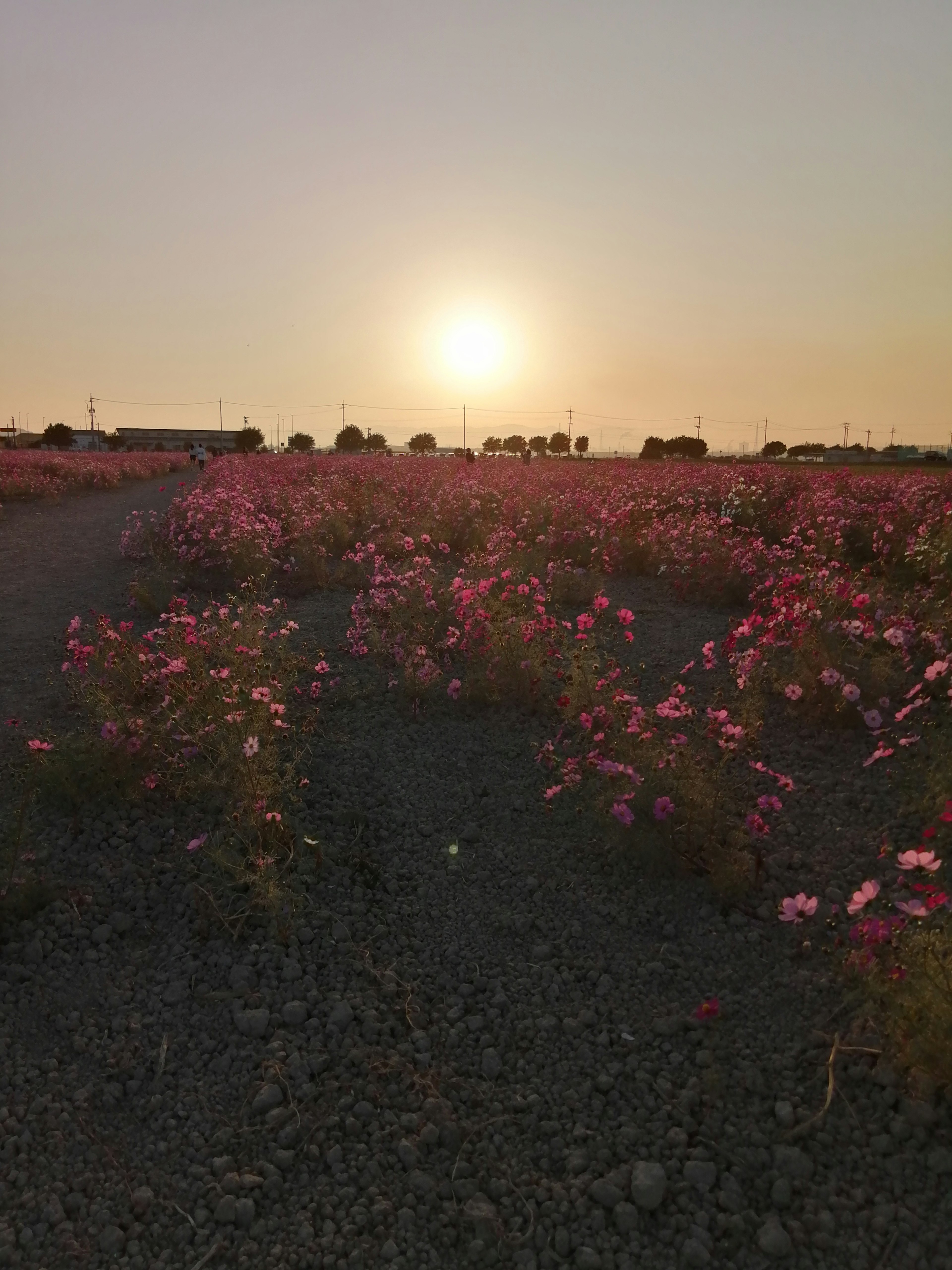 Champ de fleurs roses avec coucher de soleil en arrière-plan