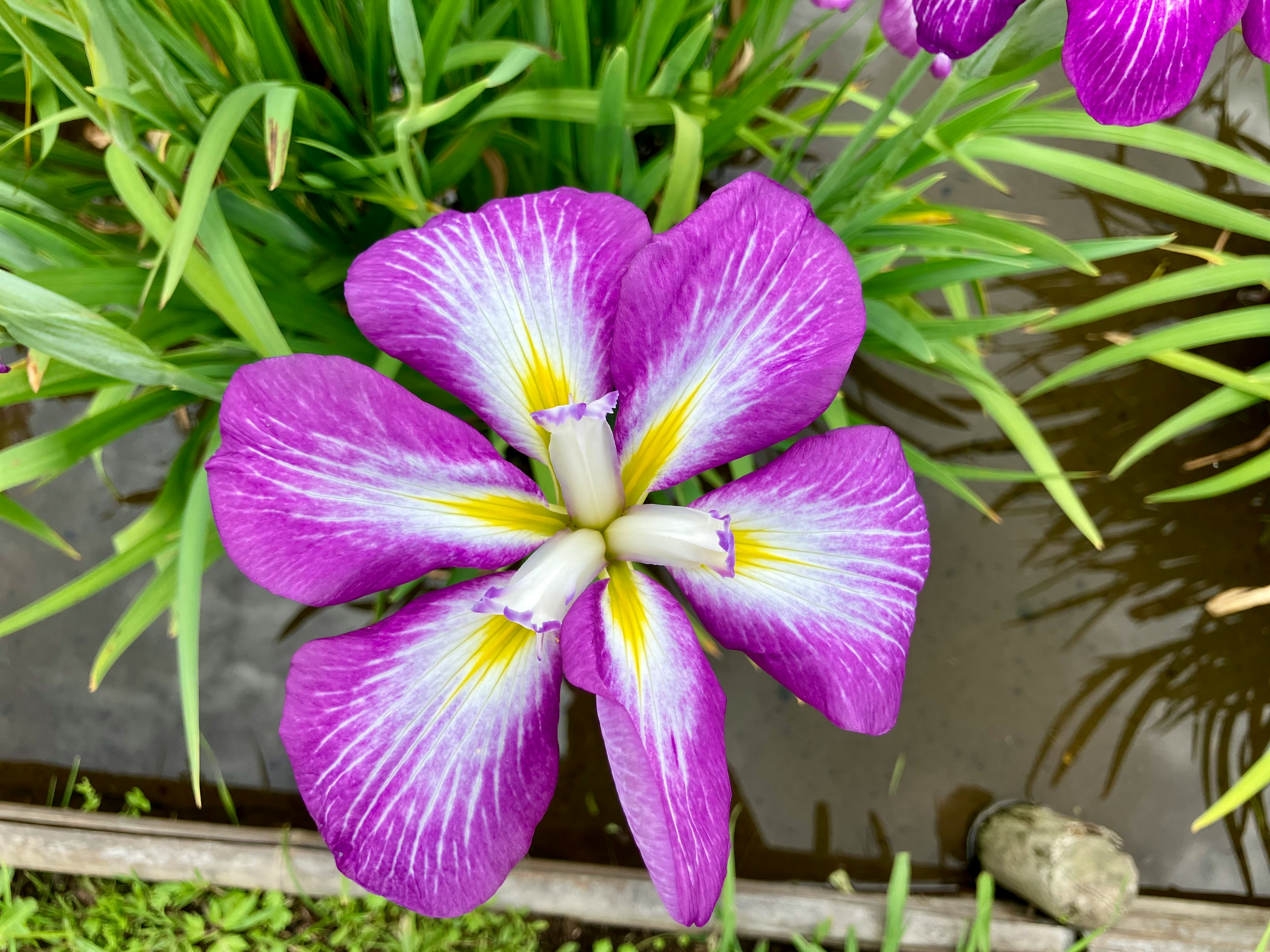 紫色の花びらを持つ美しいアイリスの花のクローズアップ