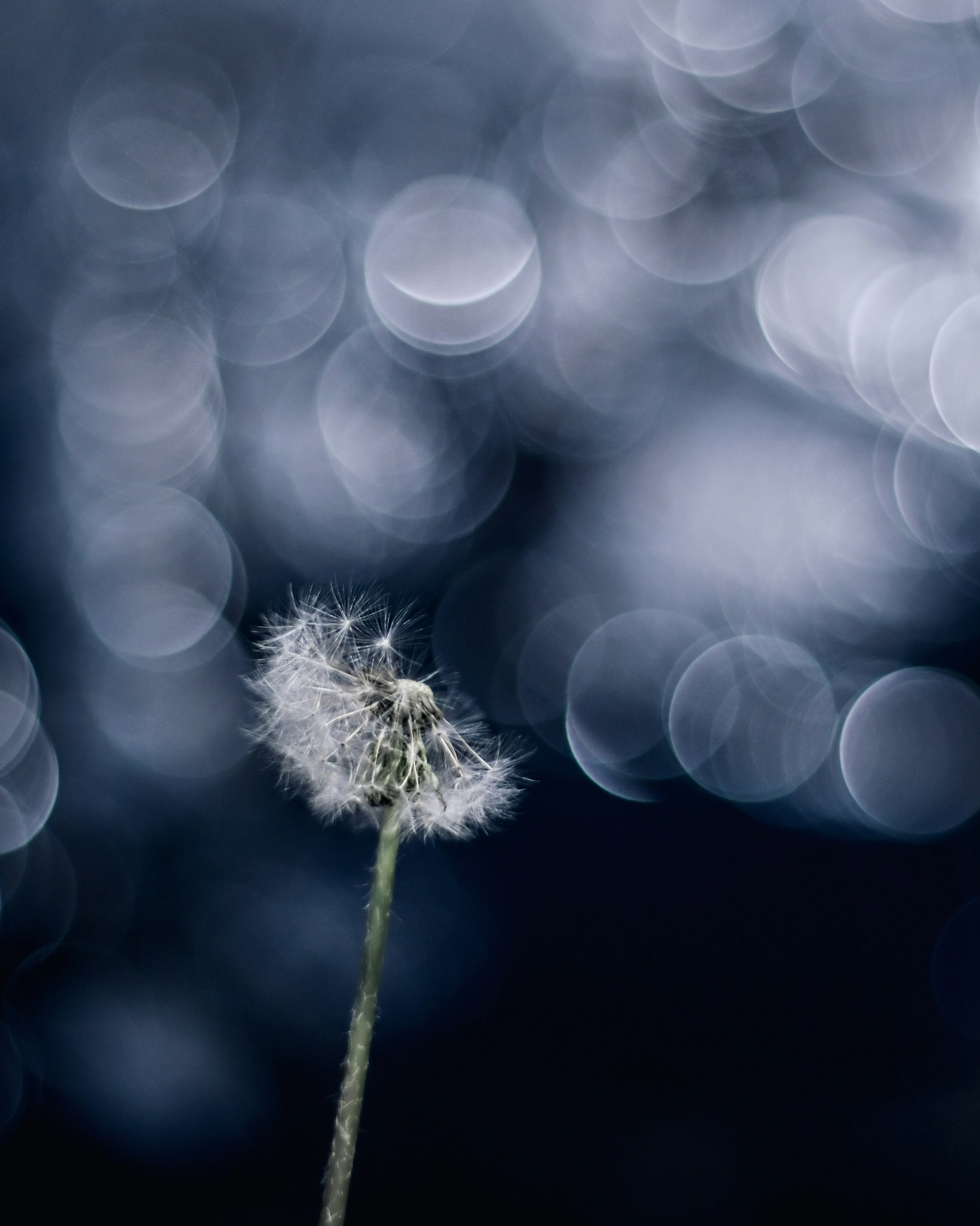 A dandelion seed head against a blurred background of soft bokeh