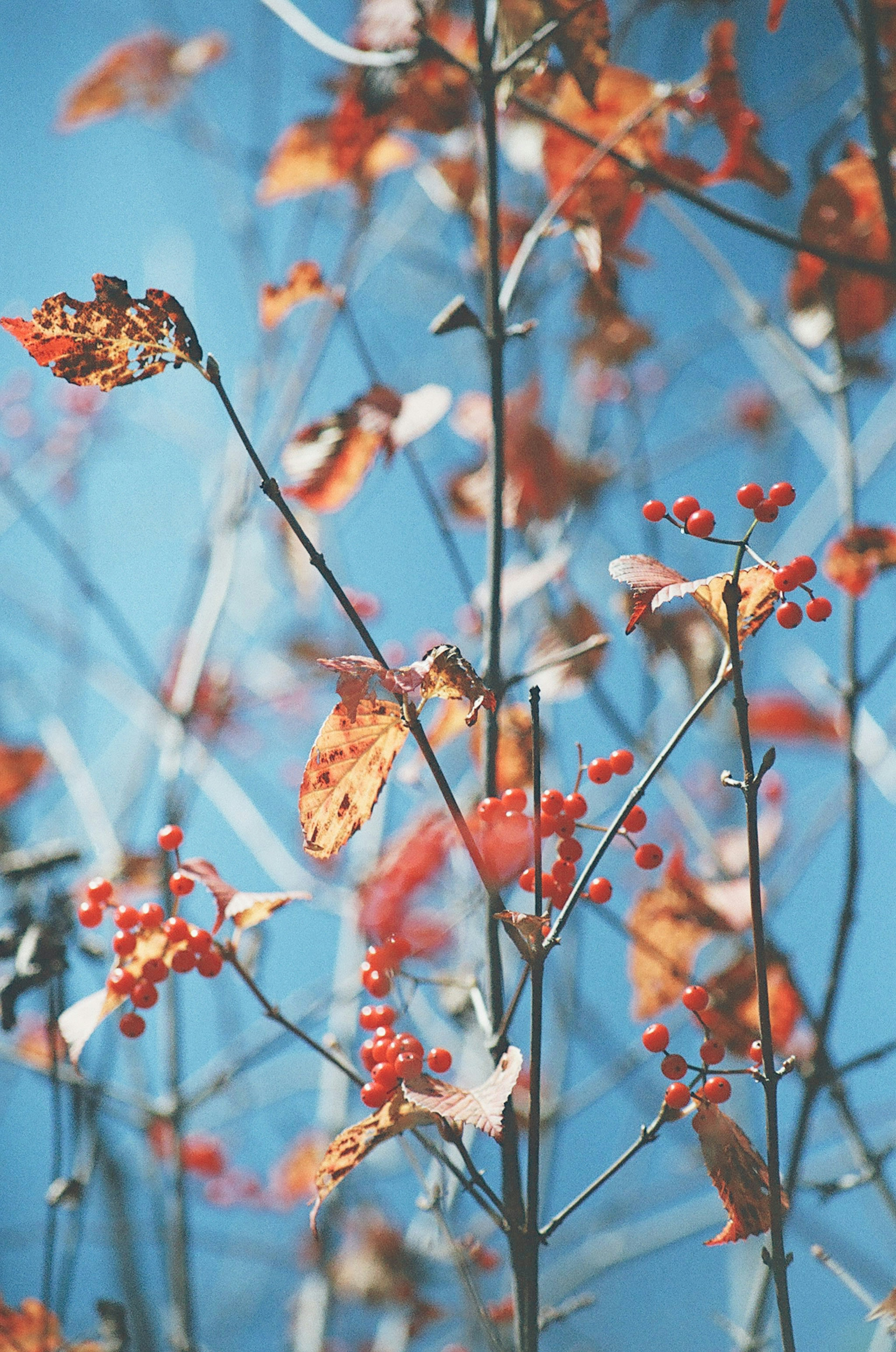 藍天背景下的紅色漿果和枯葉的枝條