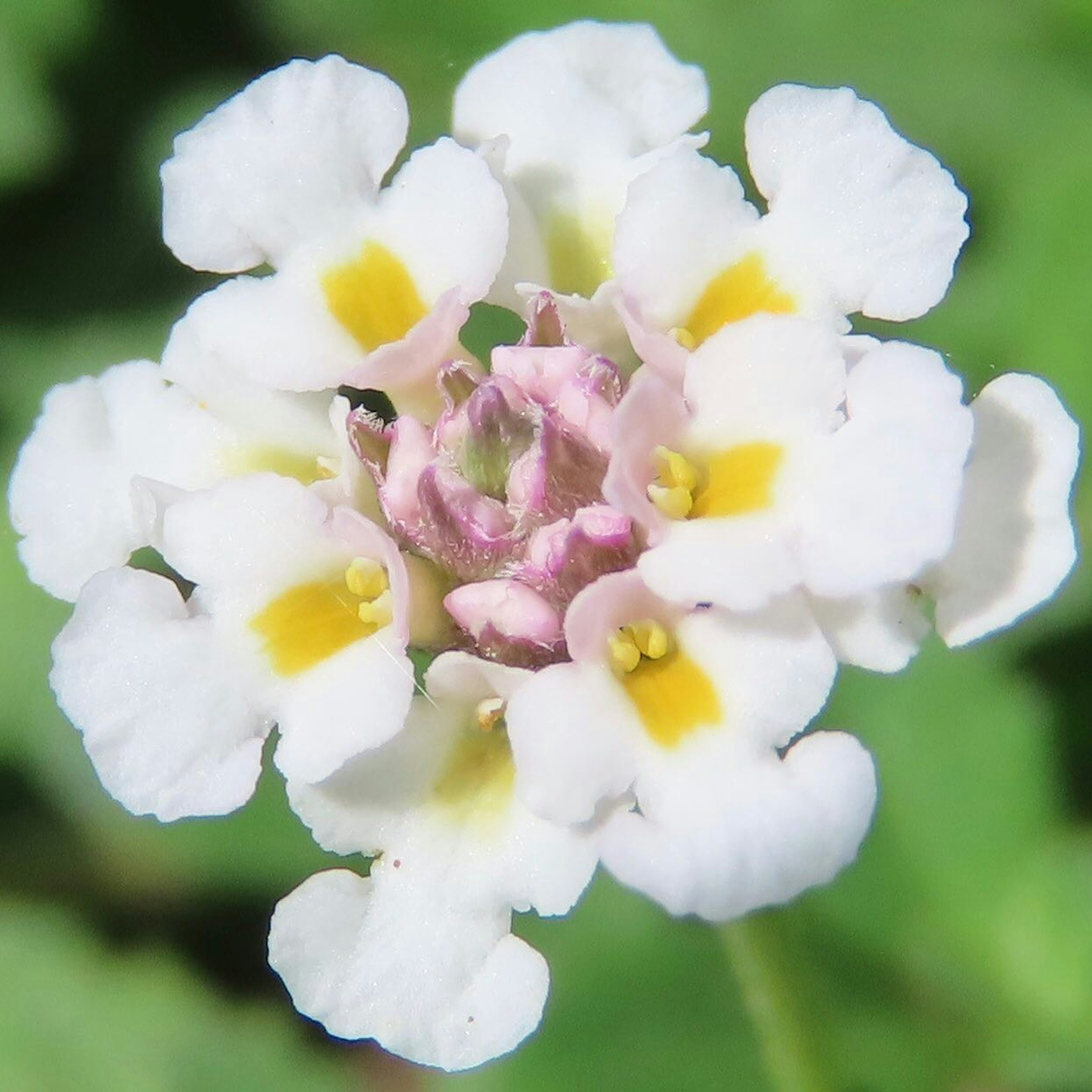 白い小さな花が中心に薄いピンクのつぼみを持つ