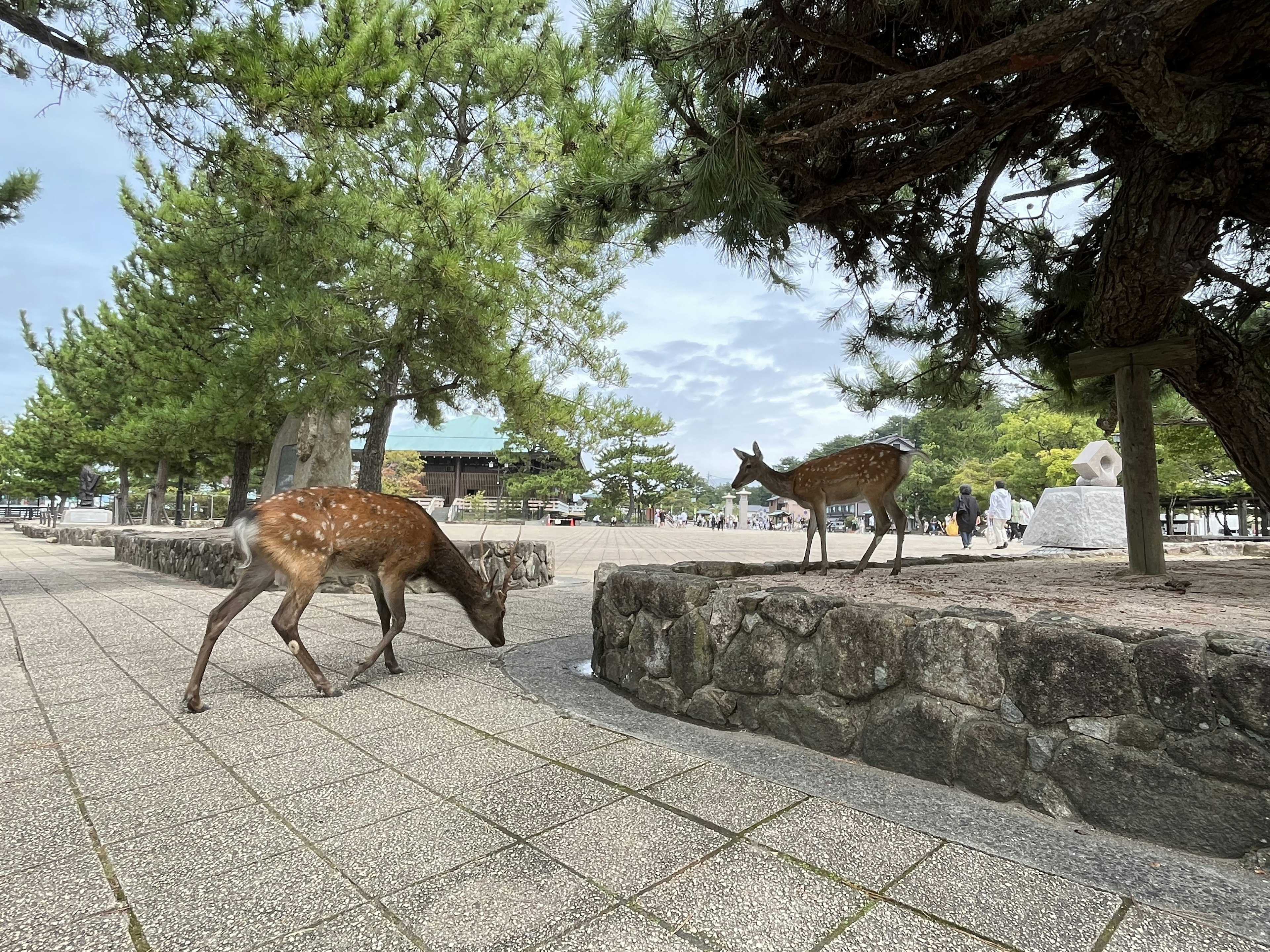 公園裡靠近石牆的鹿