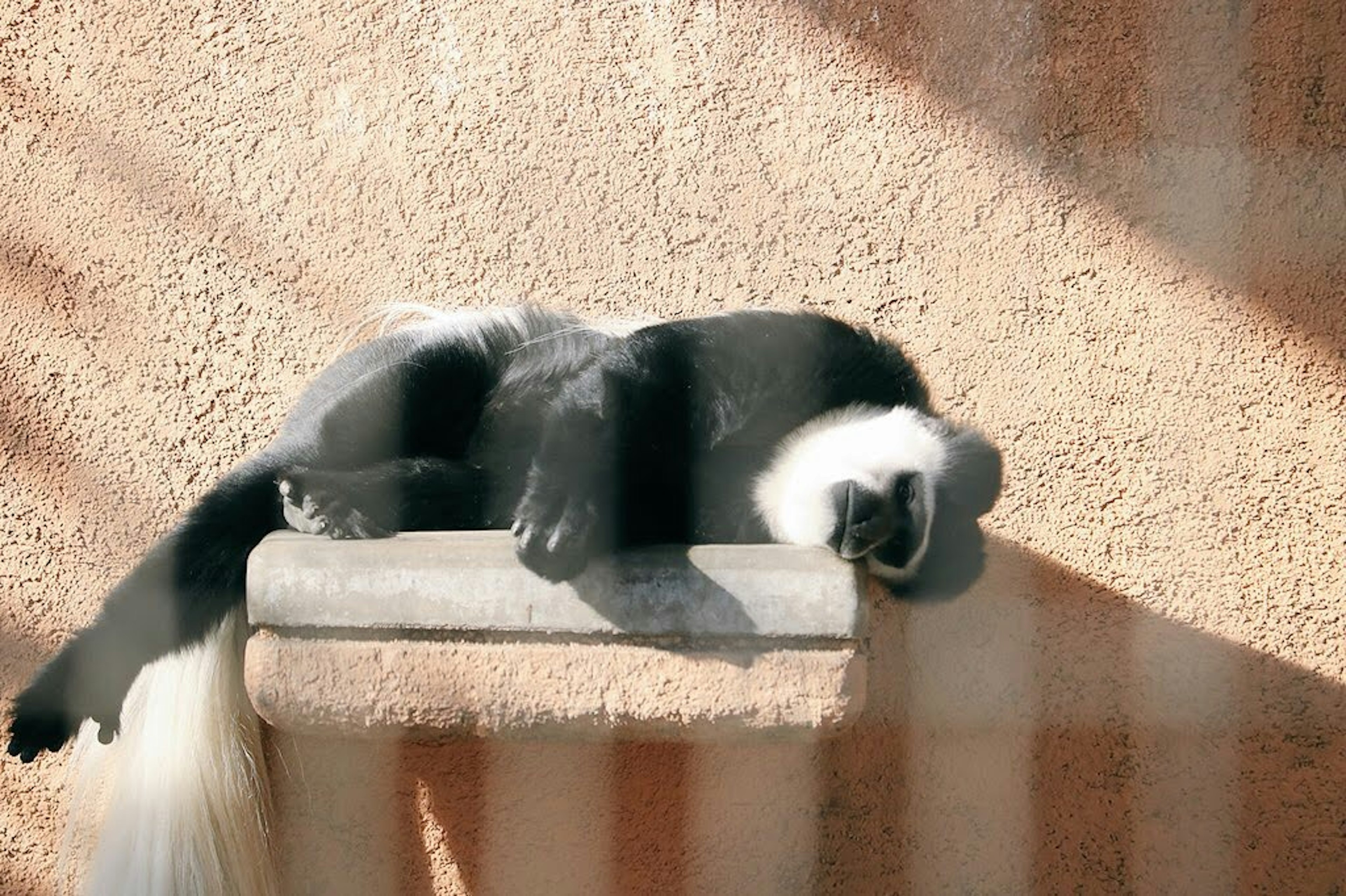 A black and white skunk resting on a concrete ledge