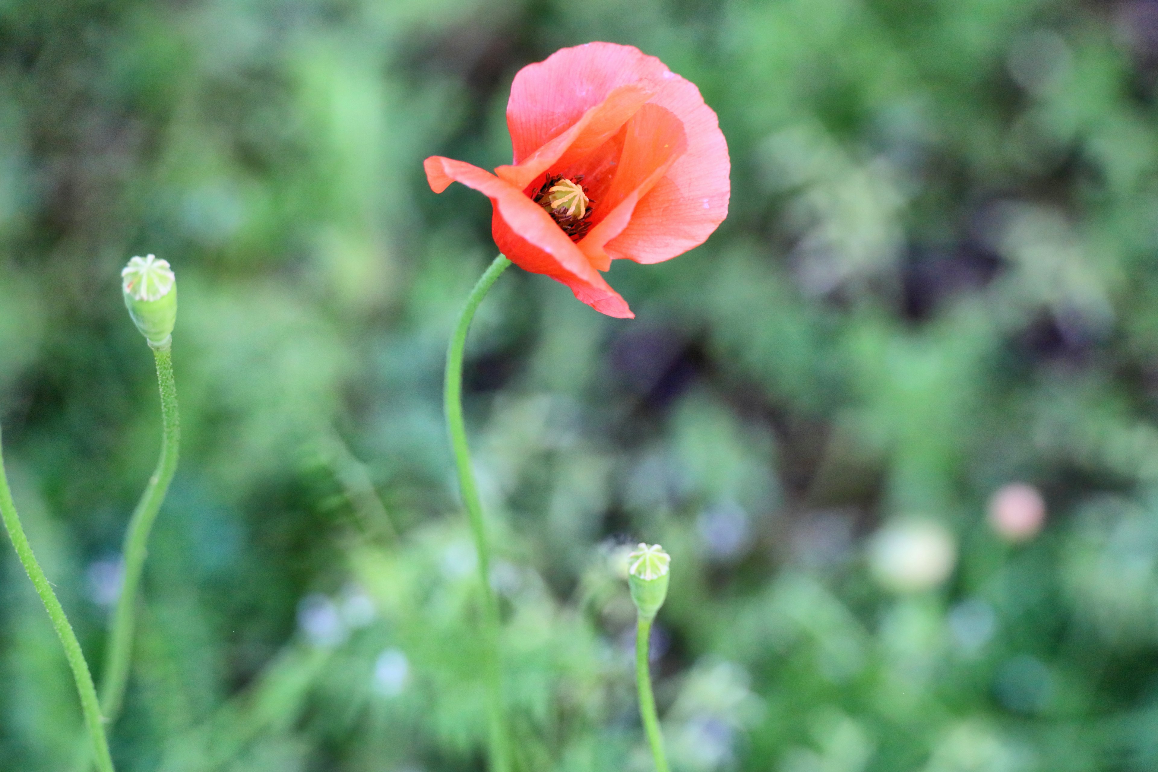 Einzelne orangefarbene Mohnblume vor verschwommenem grünem Hintergrund