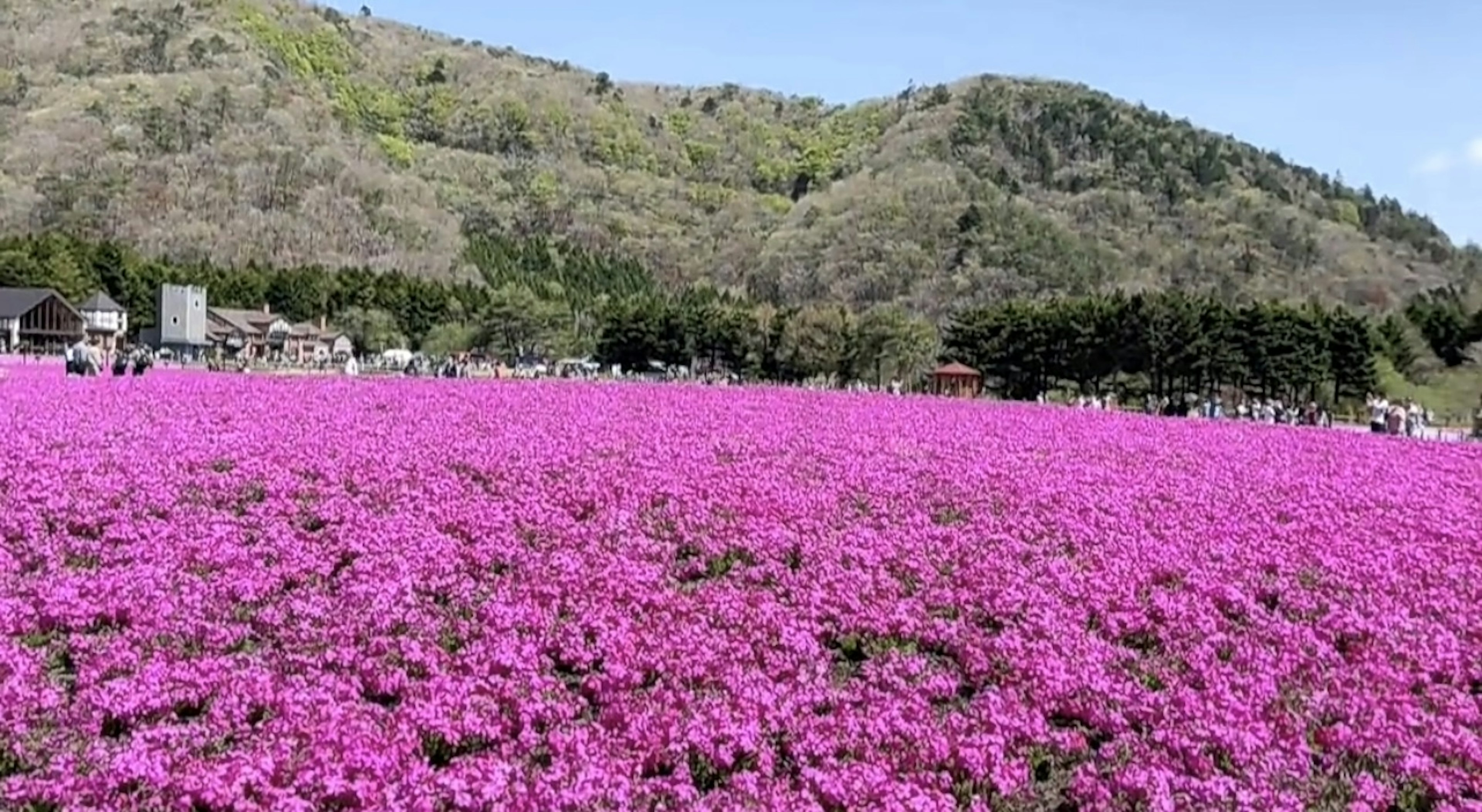 활기찬 분홍색 꽃밭과 산 배경