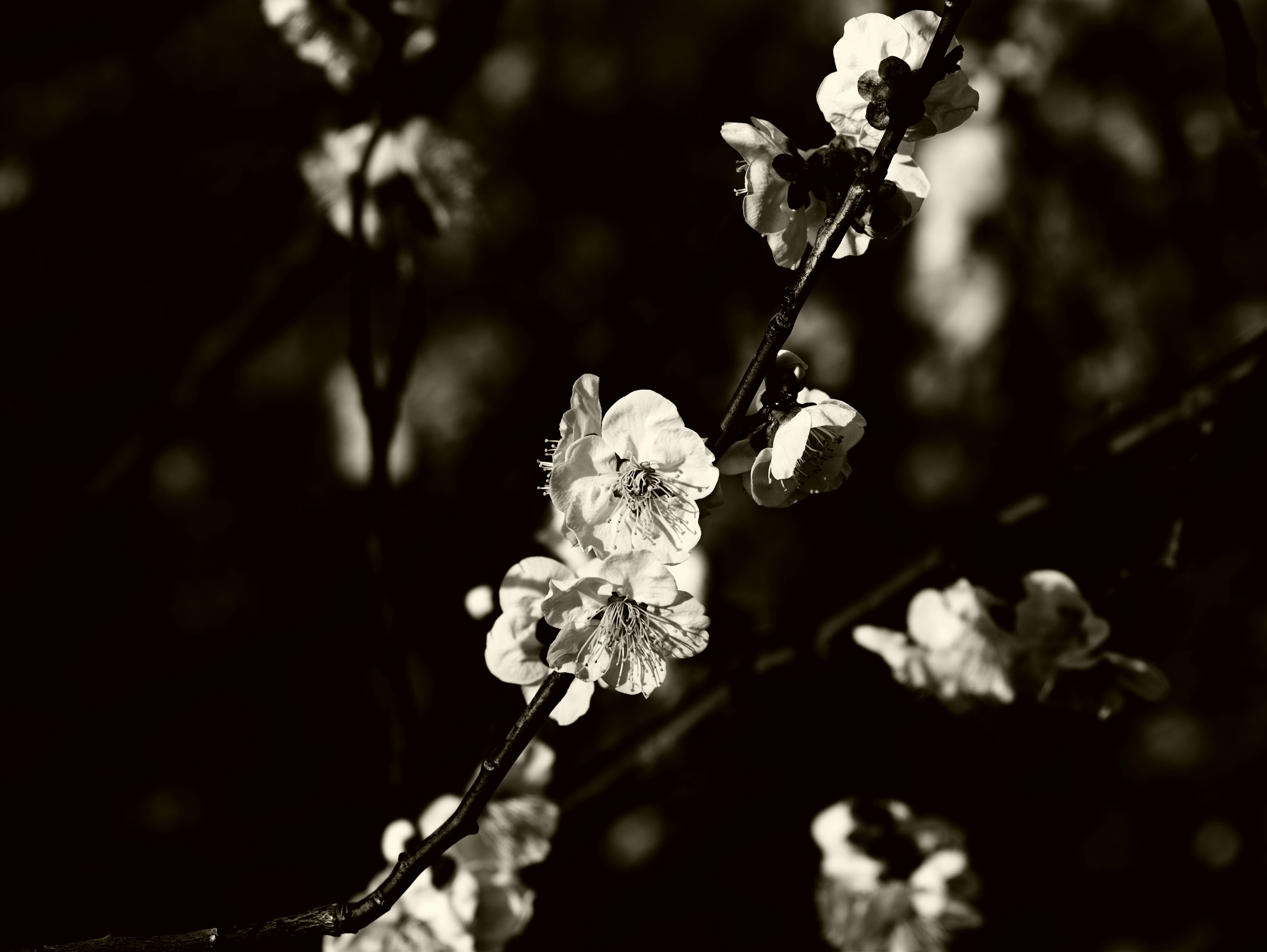 Close-up of flowers with strong black and white contrast