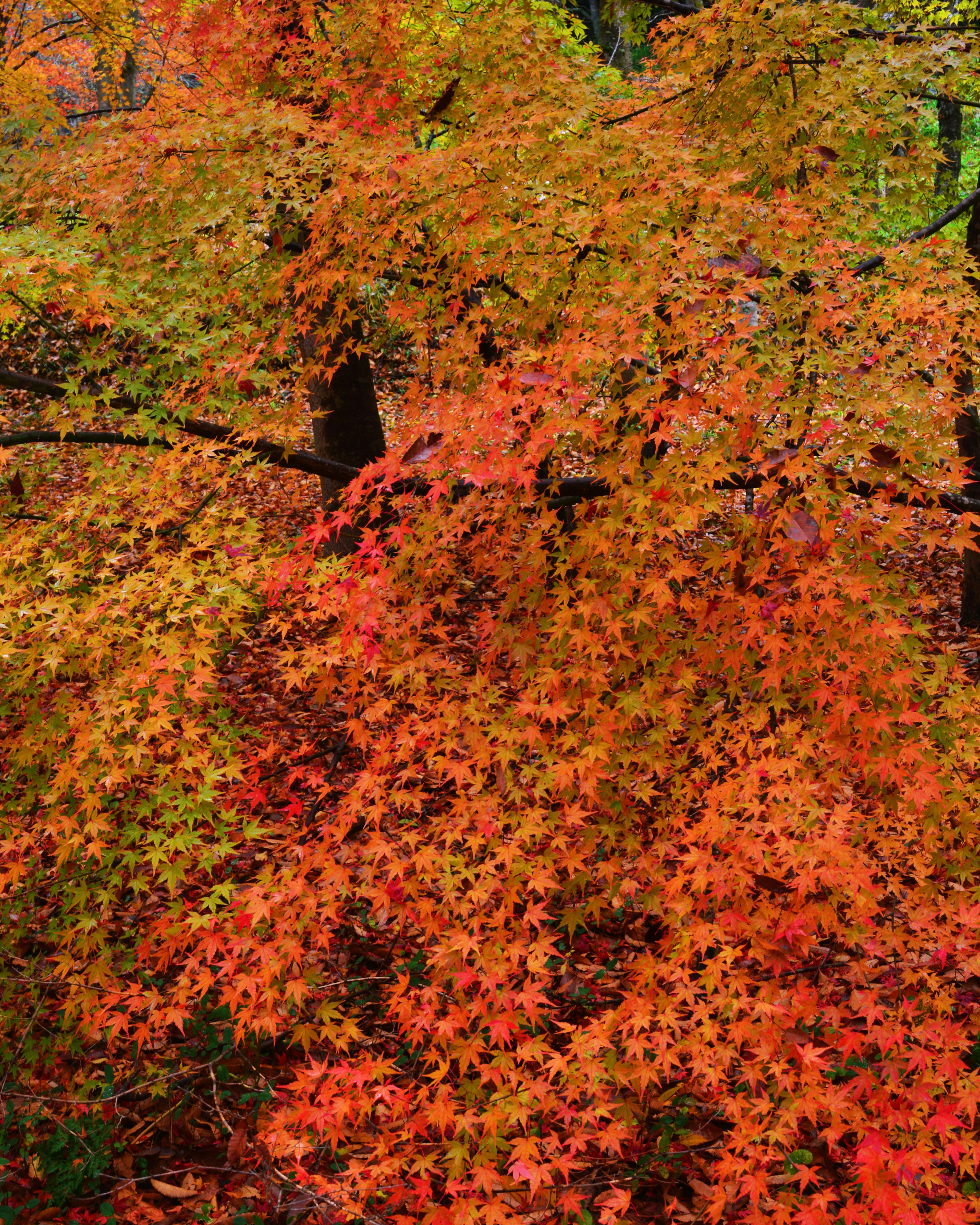 Foglie di acero arancioni e rosse vivaci in autunno