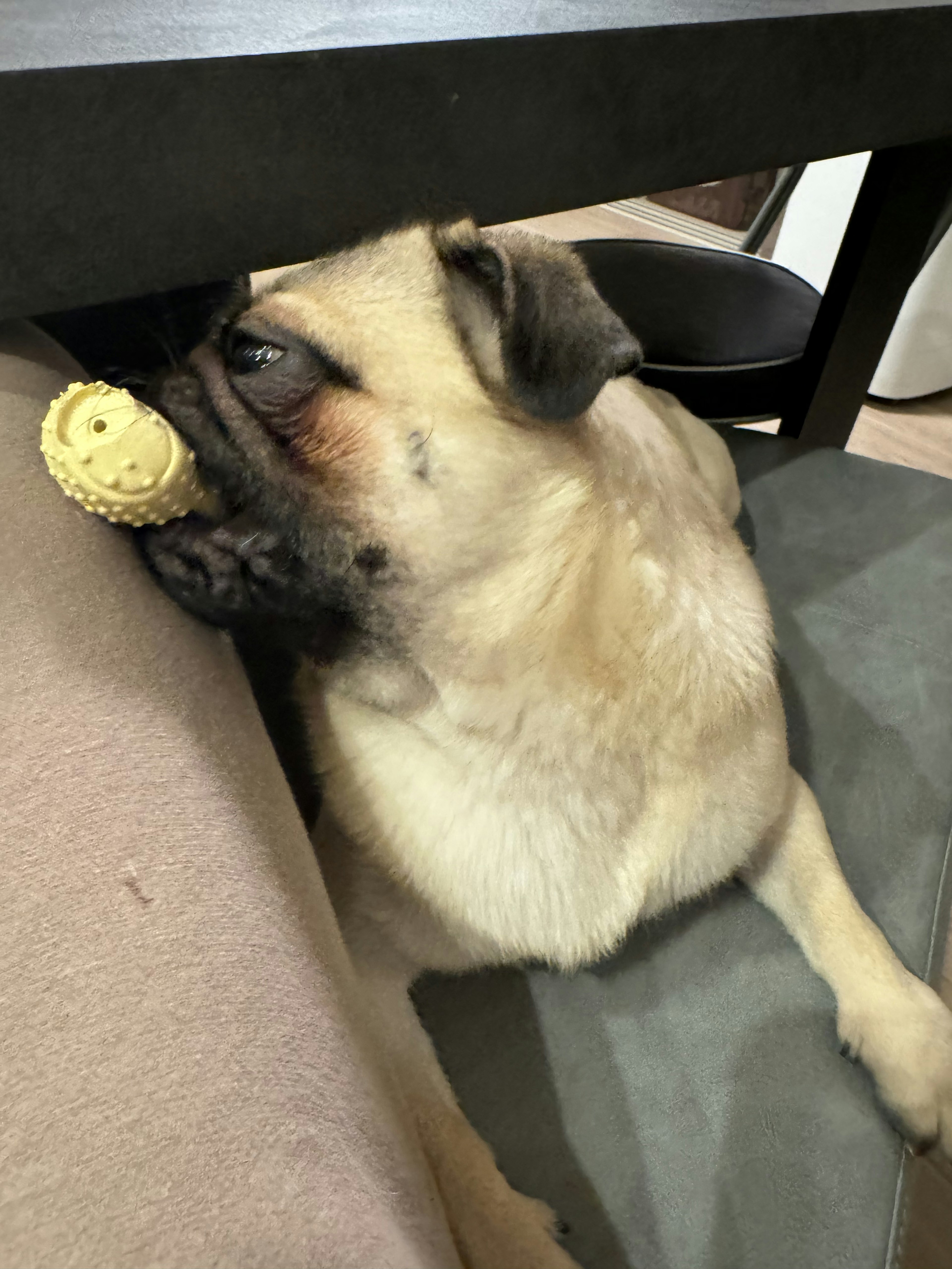 Hund hält ein gelbes Spielzeug im Mund