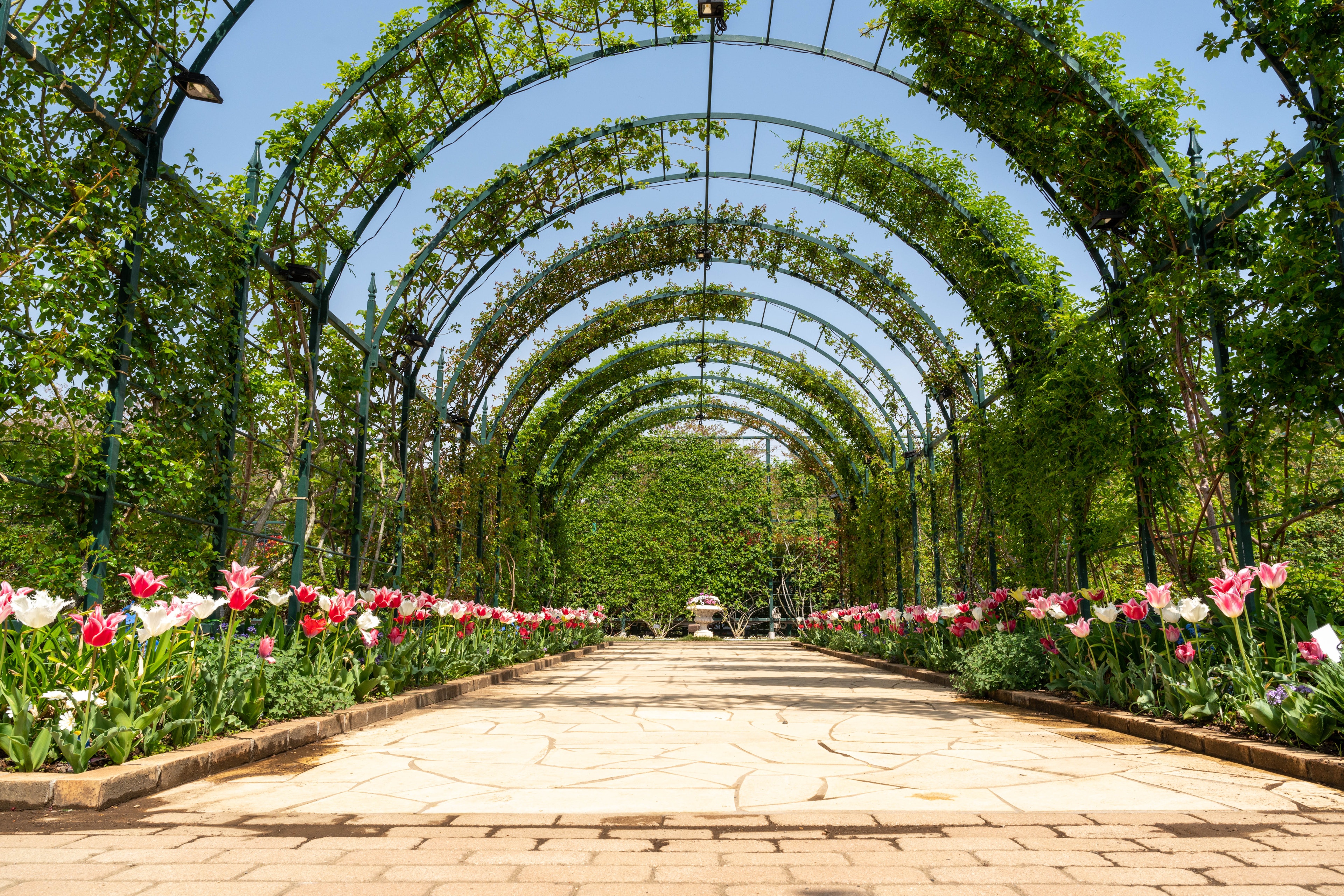 Des tulipes colorées fleurissent le long d'un chemin en arc verdoyant