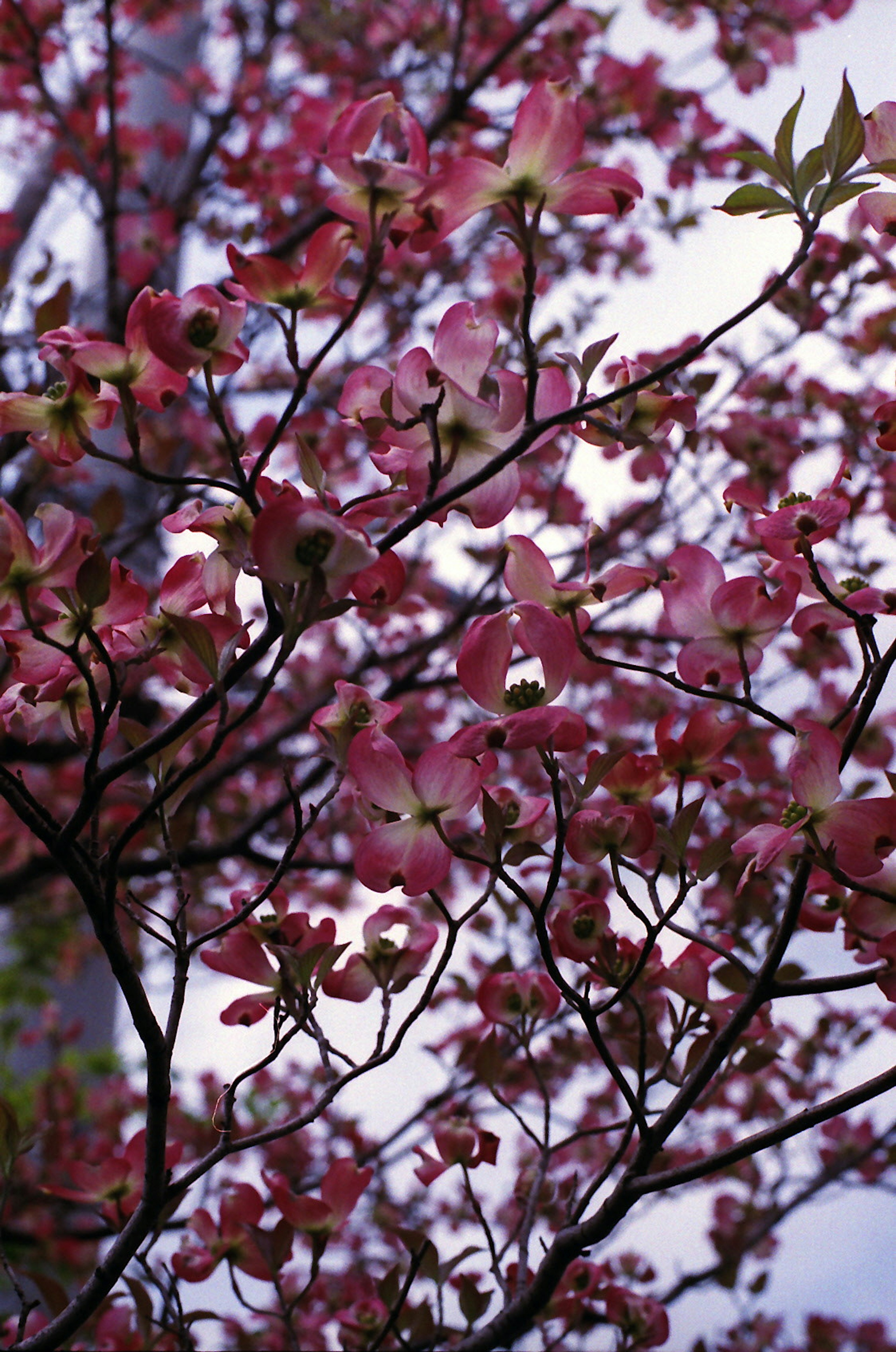 Close-up of branches with pink flowers