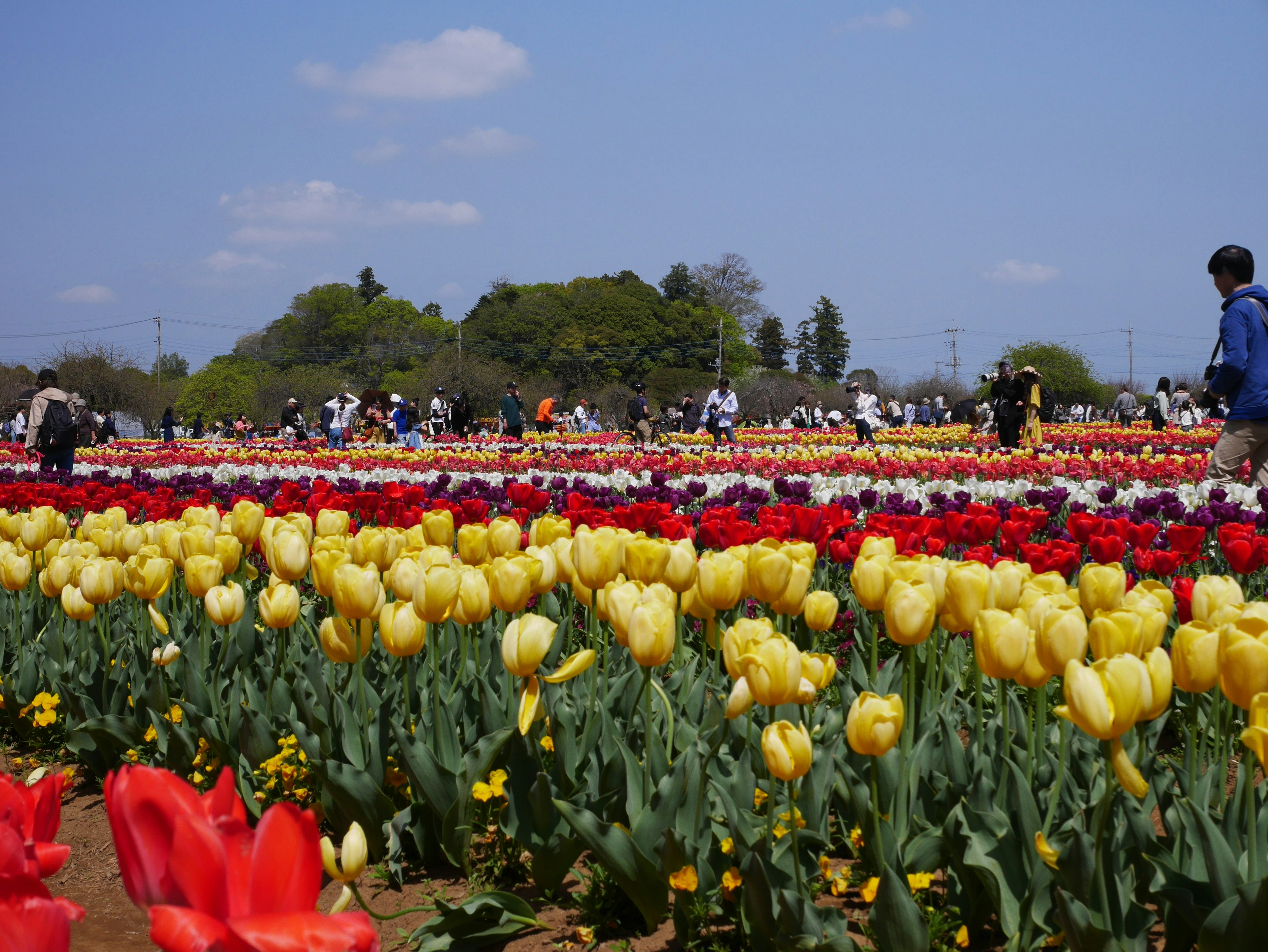 A vast field of colorful tulips in bloom with people