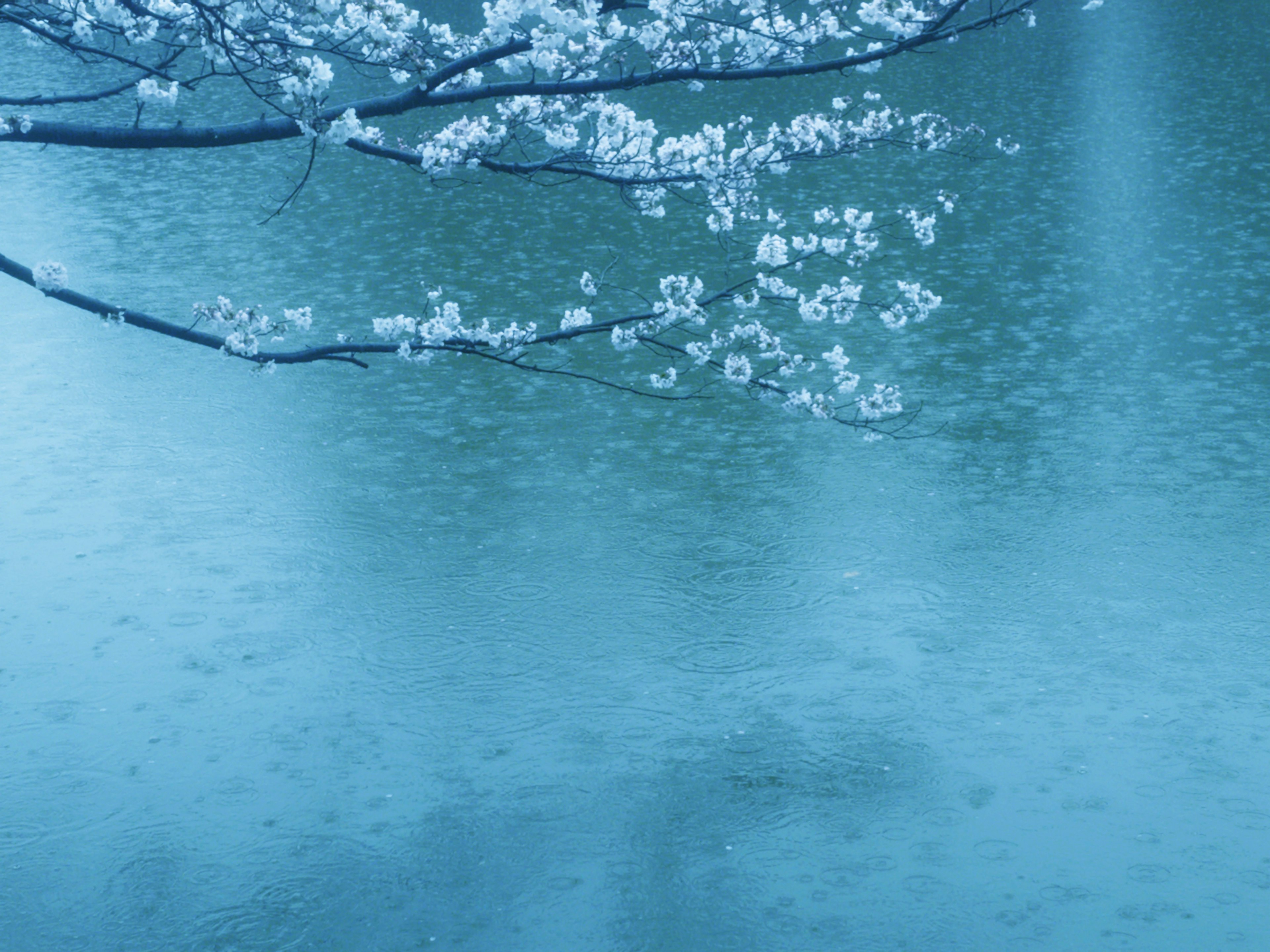 青い水面に映る桜の花と雨