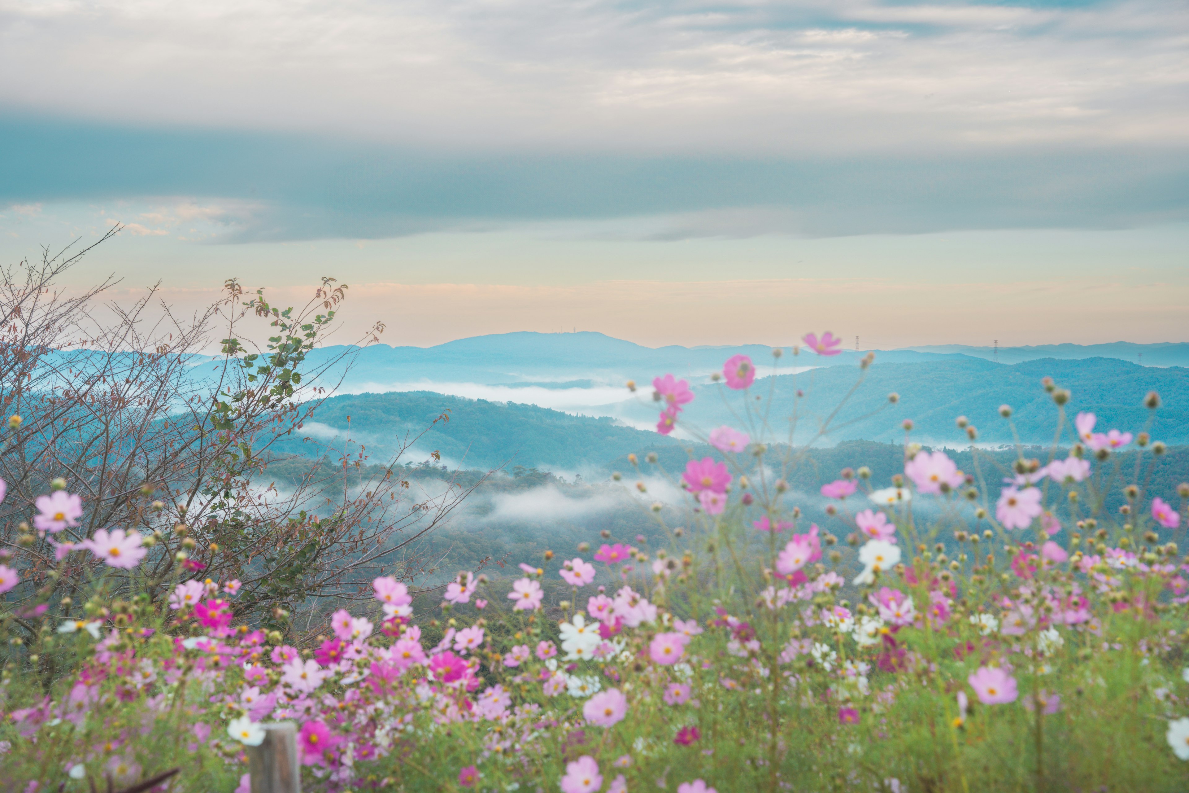 Hermoso paisaje montañoso con flores de cosmos rosas