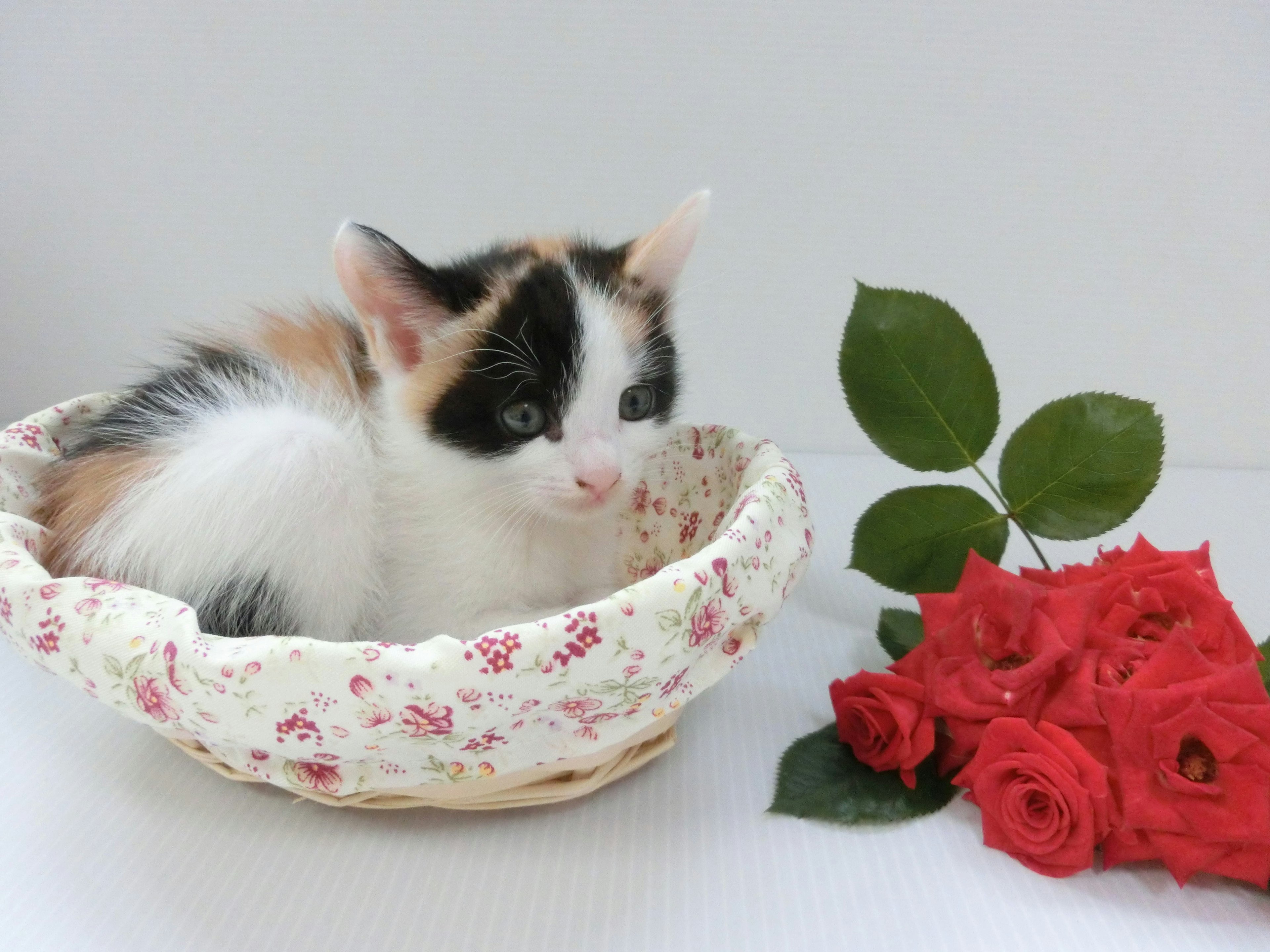 Kaltes Katzenbaby sitzt in einem Blumenkorb neben roten Rosen