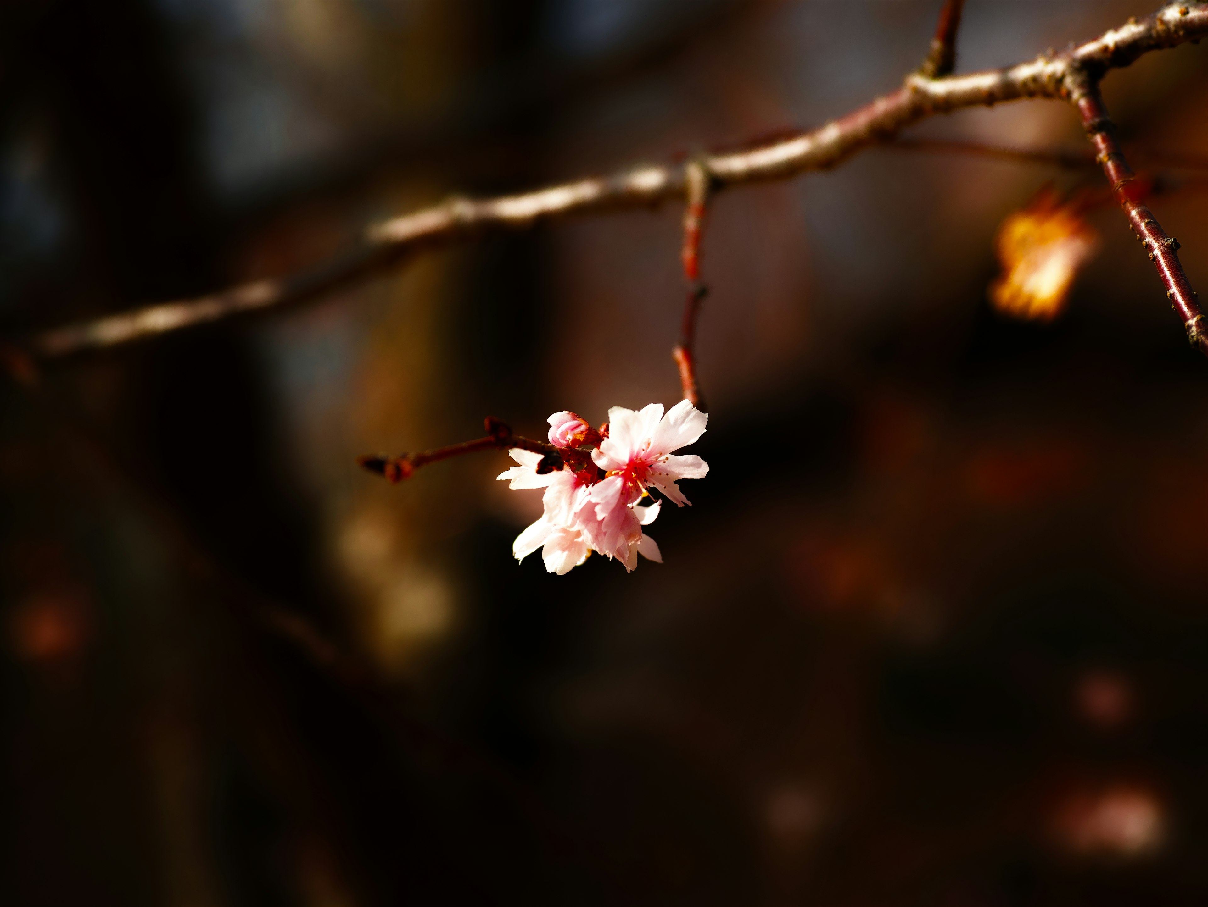 A delicate pink flower blooming on a branch